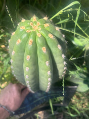 💎👑💎 SASS — Massive 13” Melon