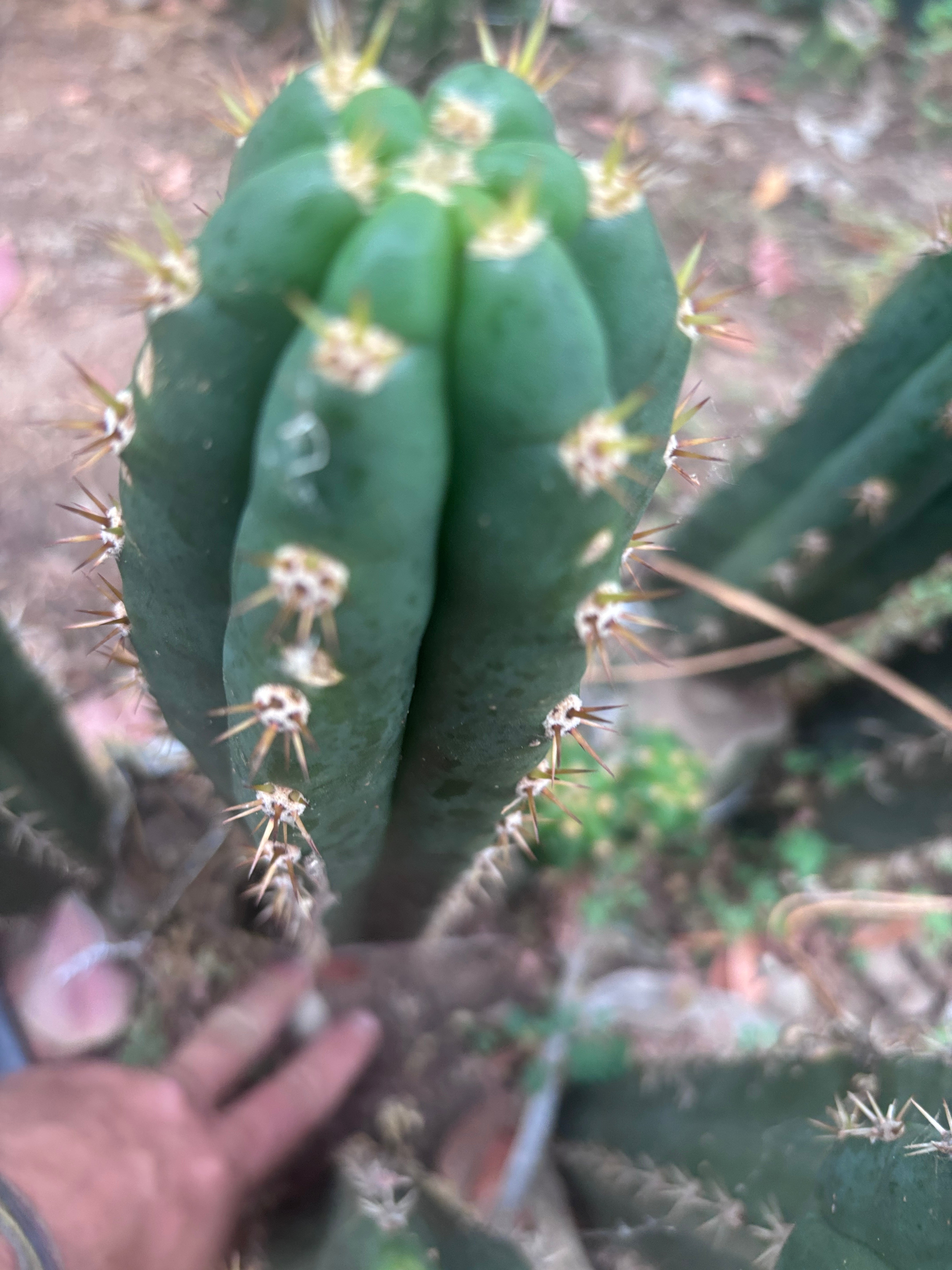 👑🌶️ Huancabamba— 13” Tip
