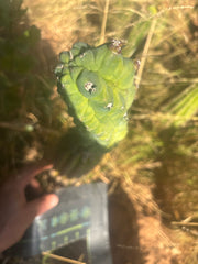 👑💎 Glorp — Year Old Graft on Spachianus