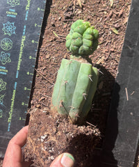 💎👑💎 Havran — Rooted Graft