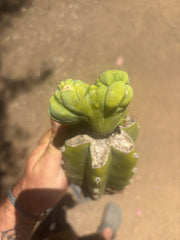 👑🌶️🌶️ TBMC — Graft on PC w/ Roots