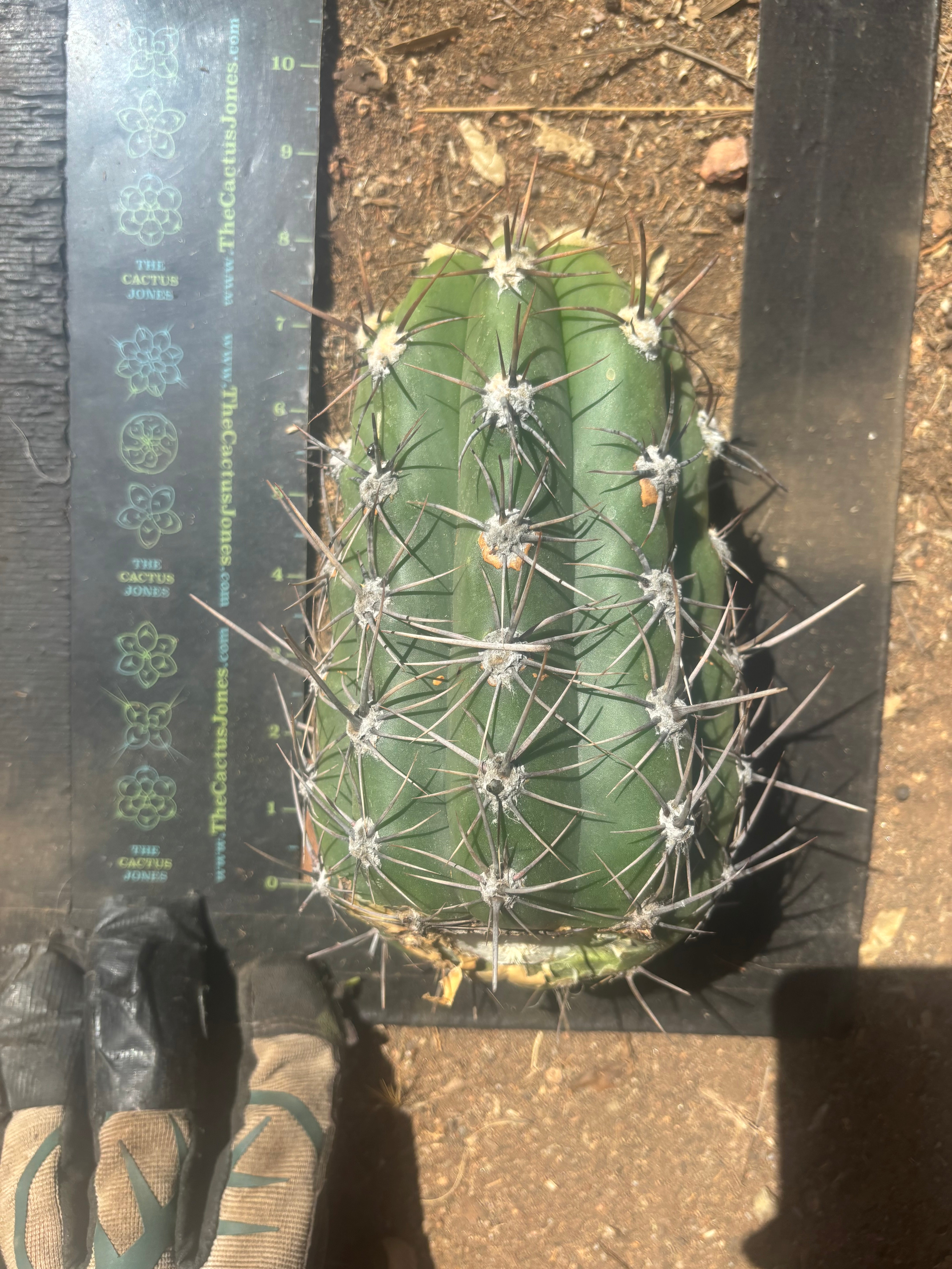 💎⚔️ Taquimbalensis — 8” Spike Melon
