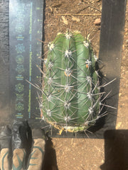 💎⚔️ Taquimbalensis — 8” Spike Melon
