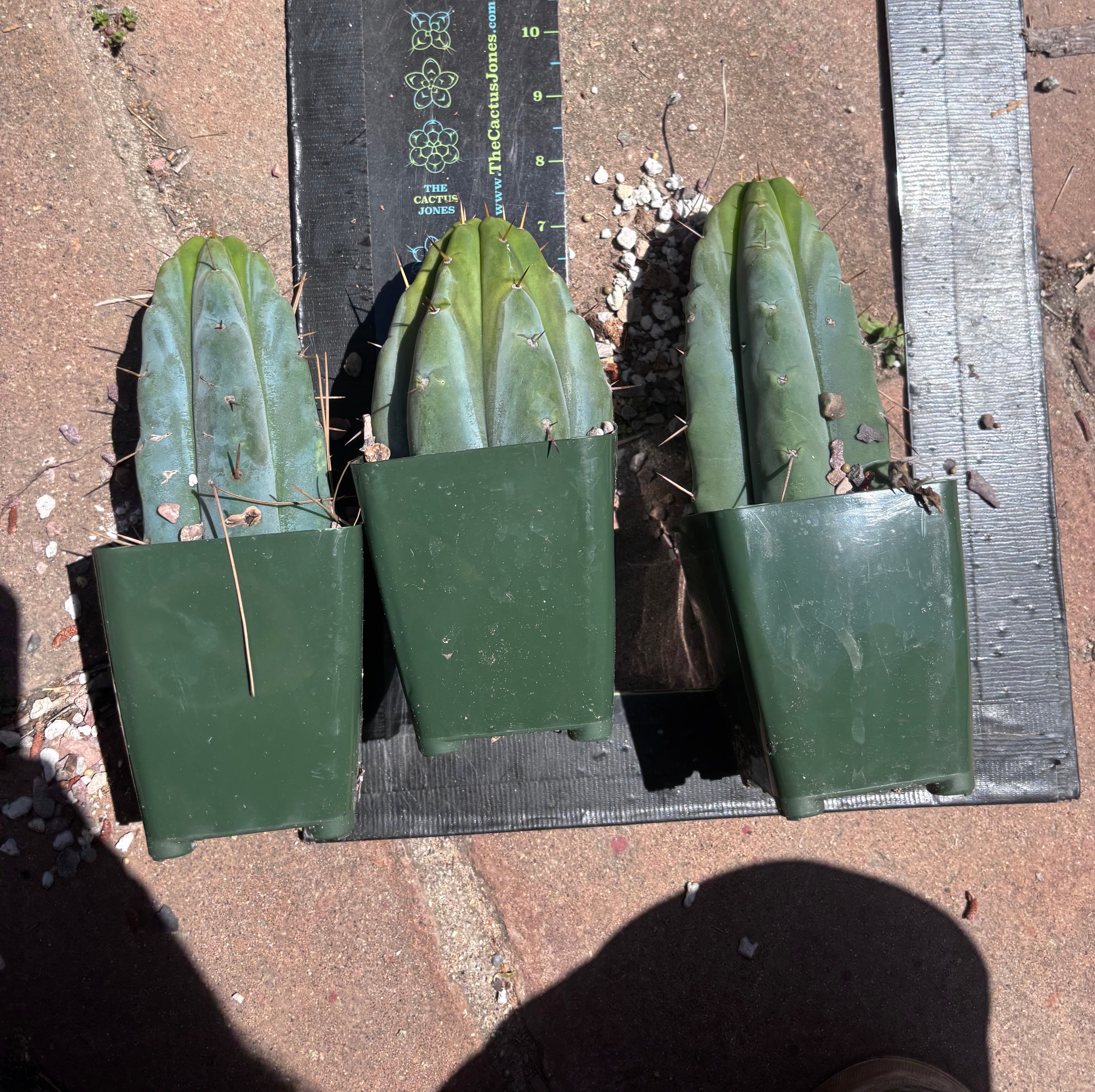 👑🌶️ Hammer — Rooted / Whole