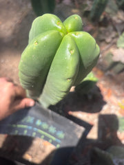 💎👑🌶️ Ferah — 9” Tip
