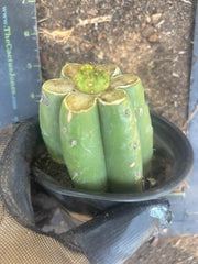 👑 Hulk’s Balls — Graft On Rooted PC