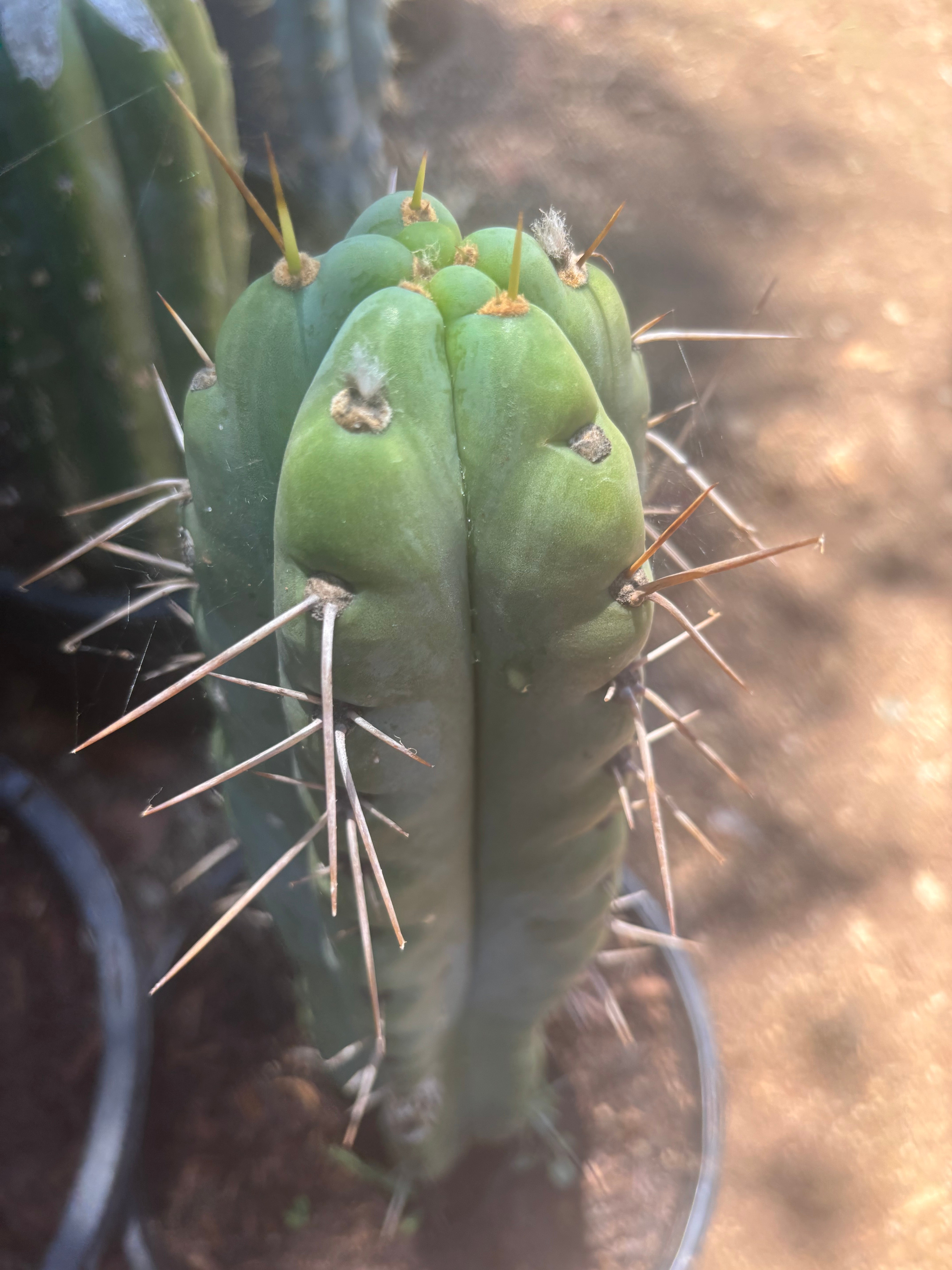 💎🌶️🌶️ NOM — Thick 7” Tip