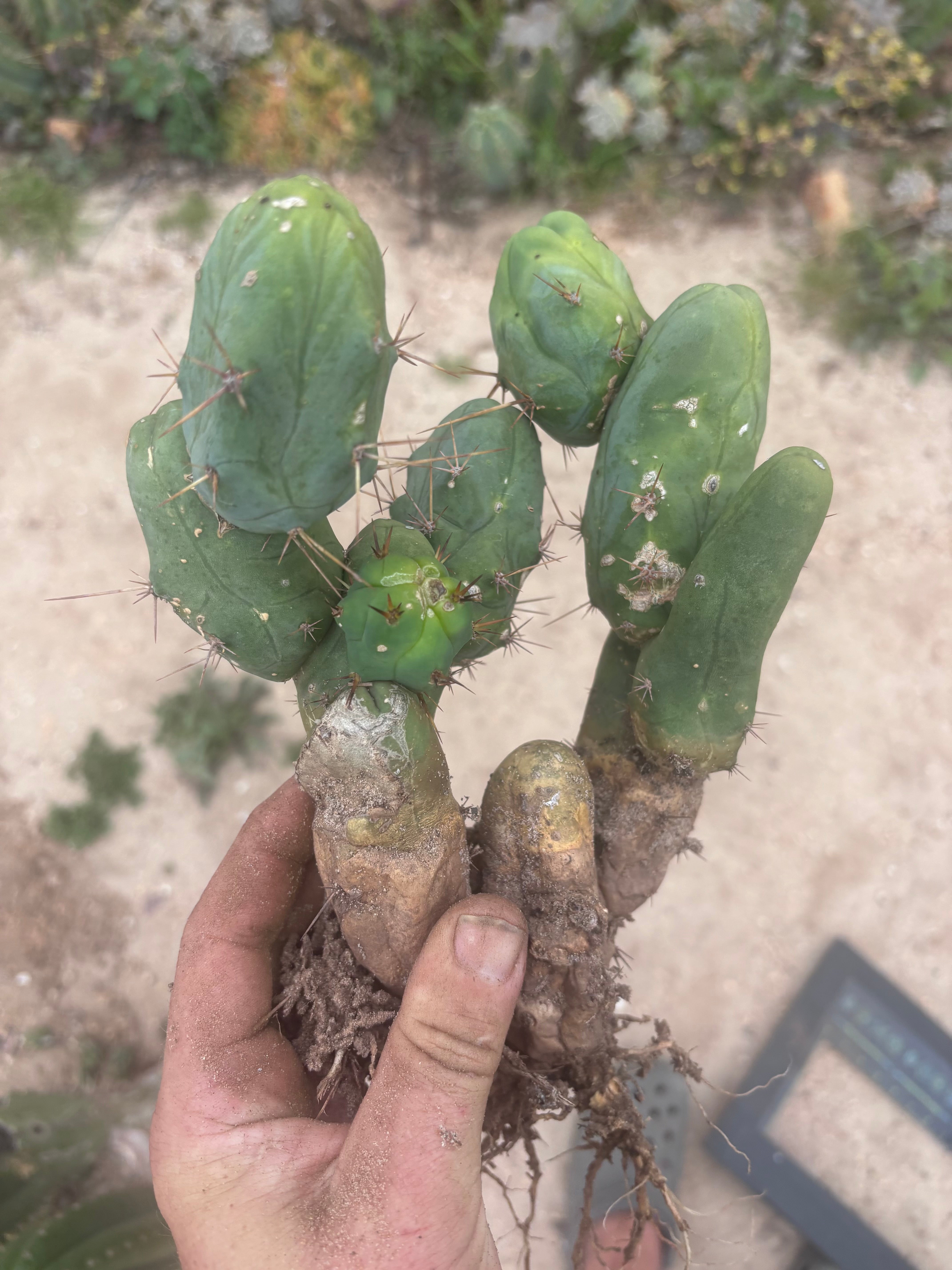 👑🌶️🌶️  TBM Clone B — XL Fully Rooted