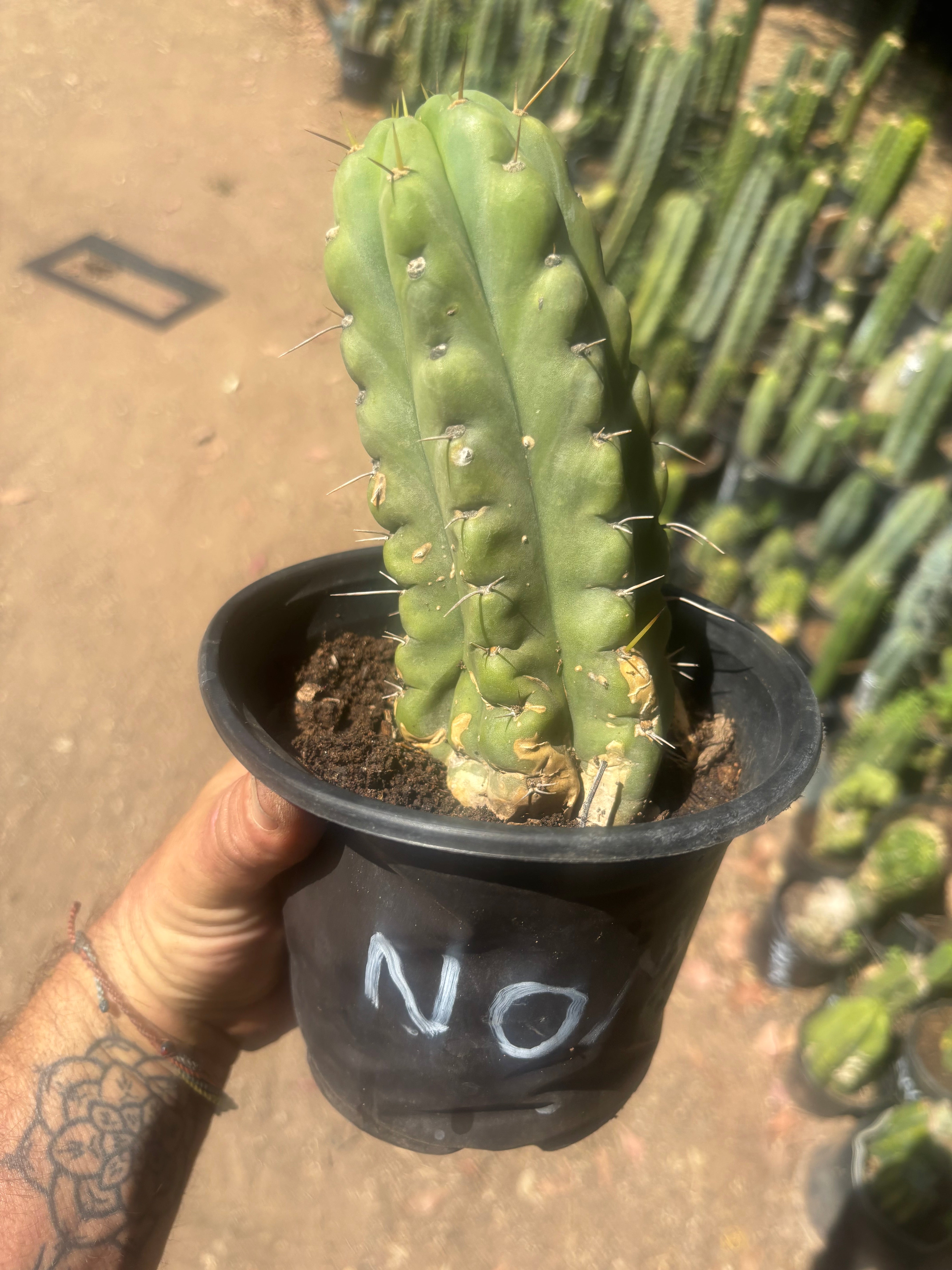 💎💎🌶️🌶️ NOM — Rooted 8” Pup