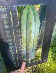 💎 Huarazensis x Bertha —  Massive 14” Tip