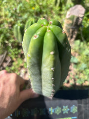👑🌶️🌶️ Landfill — Another 9” Pup