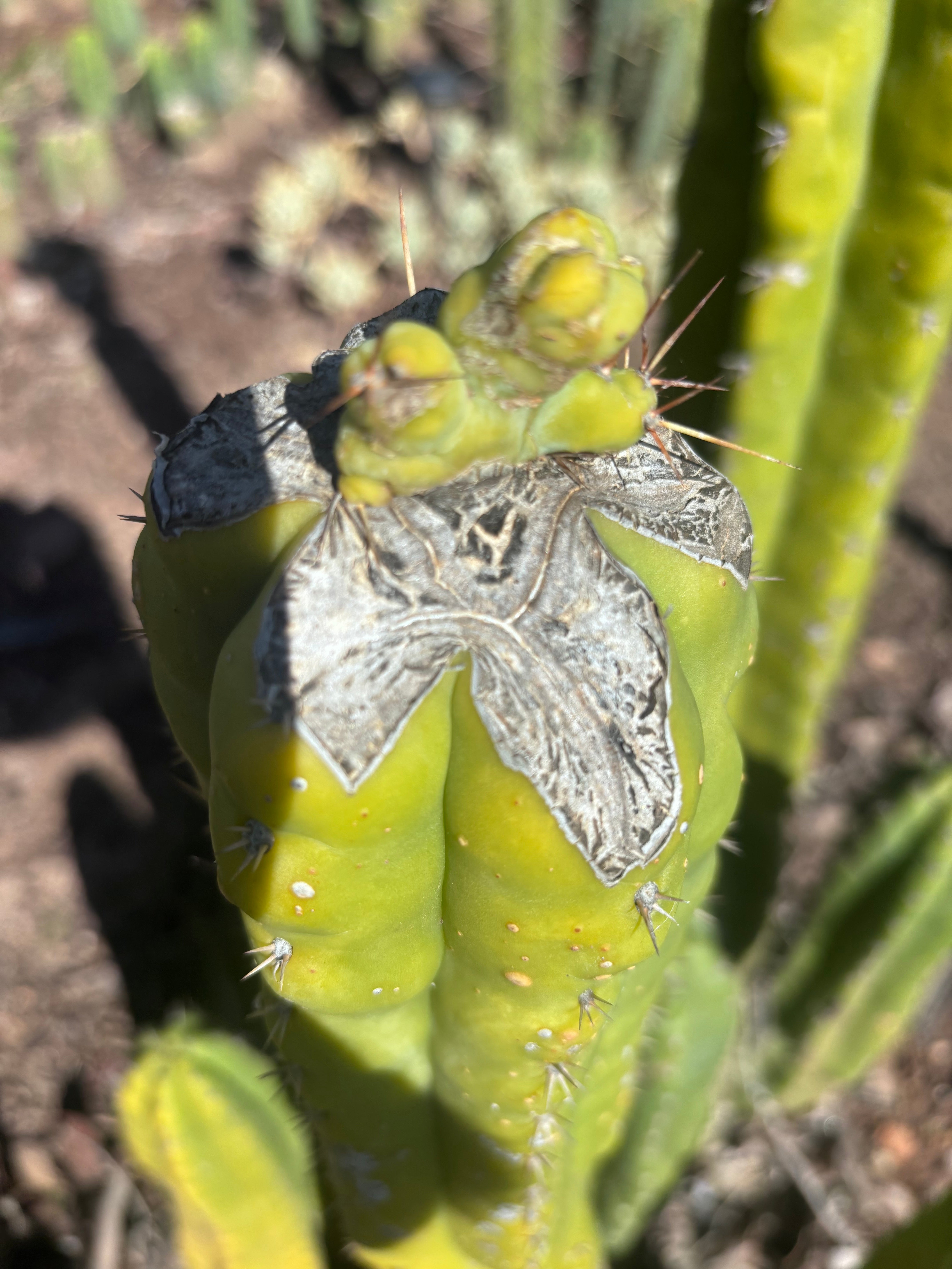 👑💎🌶️🌶️ TBMC — Graft on Thick TPM