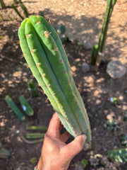 👑🌶️ Ventucky Blue — XL 17” Tip