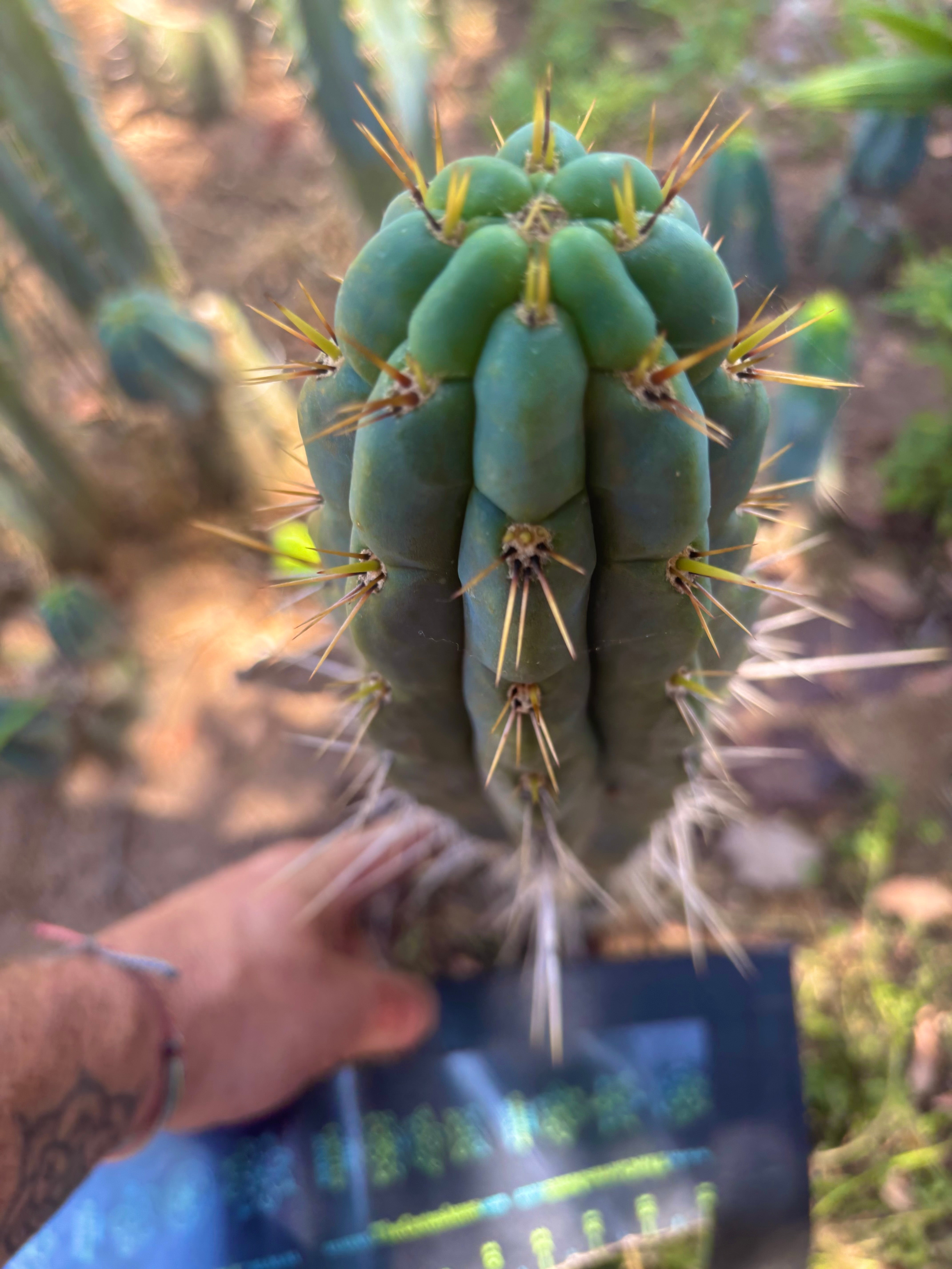 👑 Chala, The Backeburg Clone — 11.5” Tip