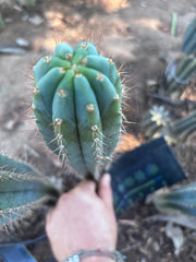 💎👑 Ferret — 12” Tip