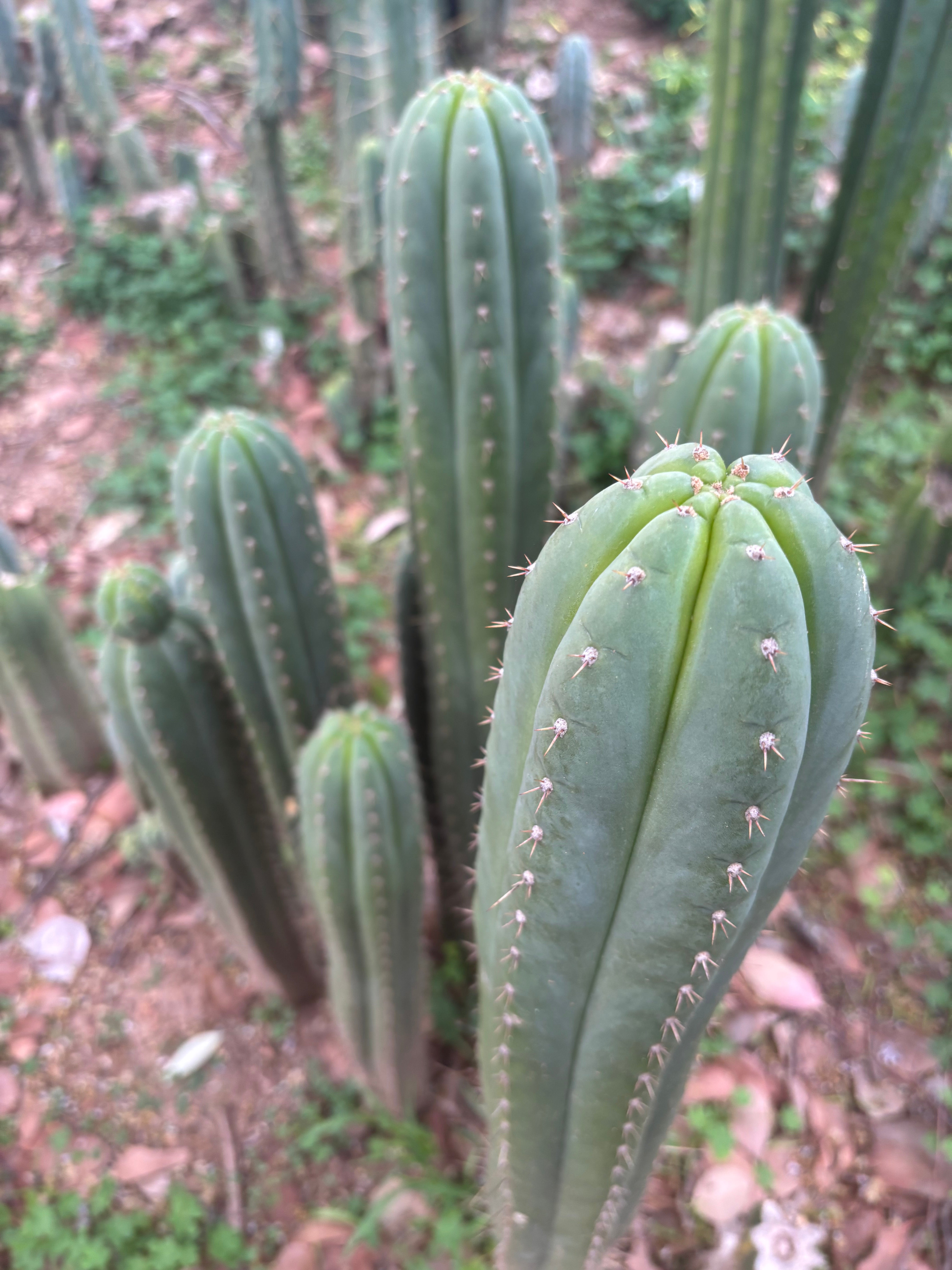 Fields x Yowie  — 10” Tips