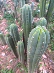 Fields x Yowie  — 10” Tips