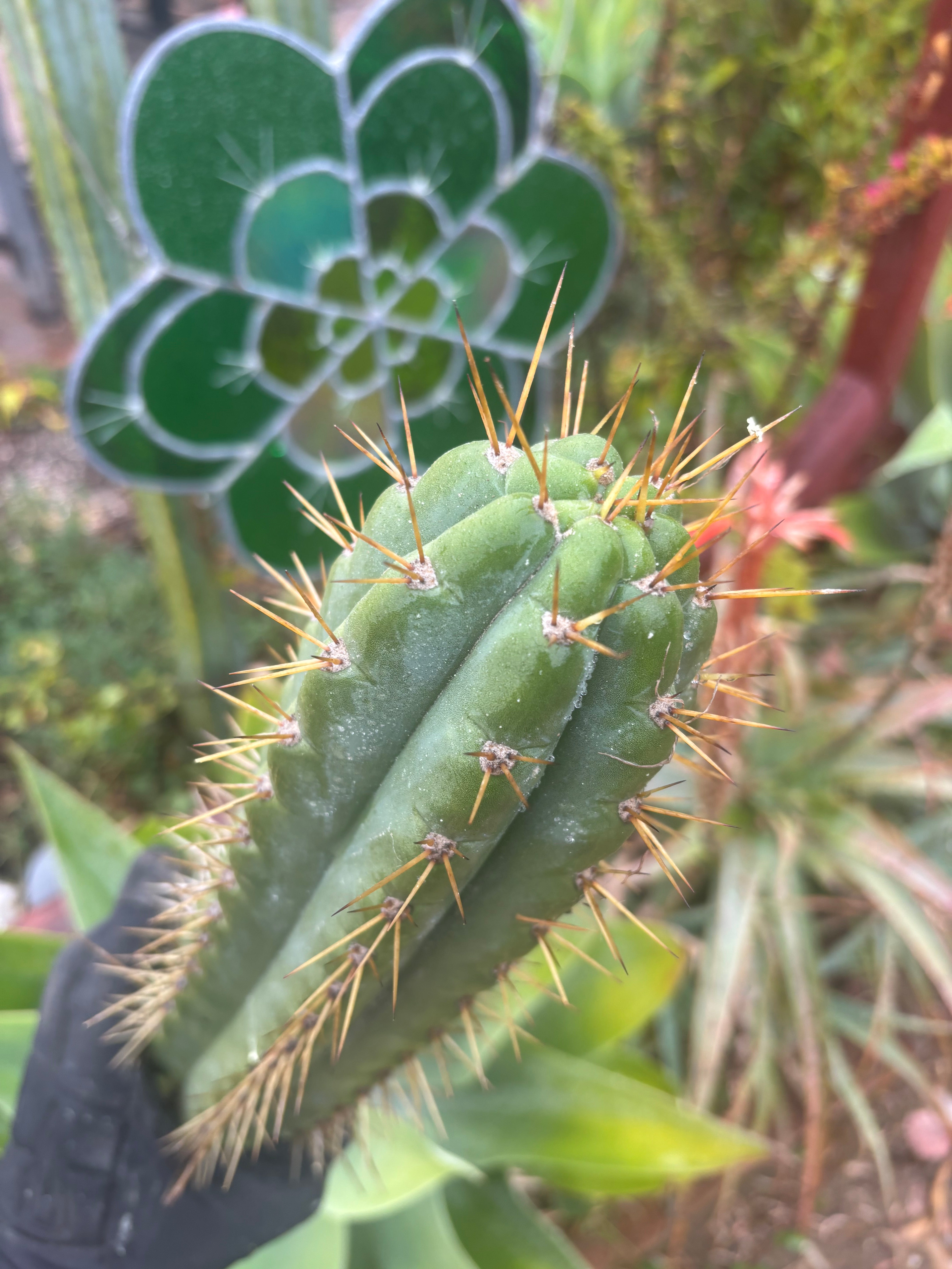 🌶️ SS02 x Kimura’s Spiny Giant   — 14” Tip