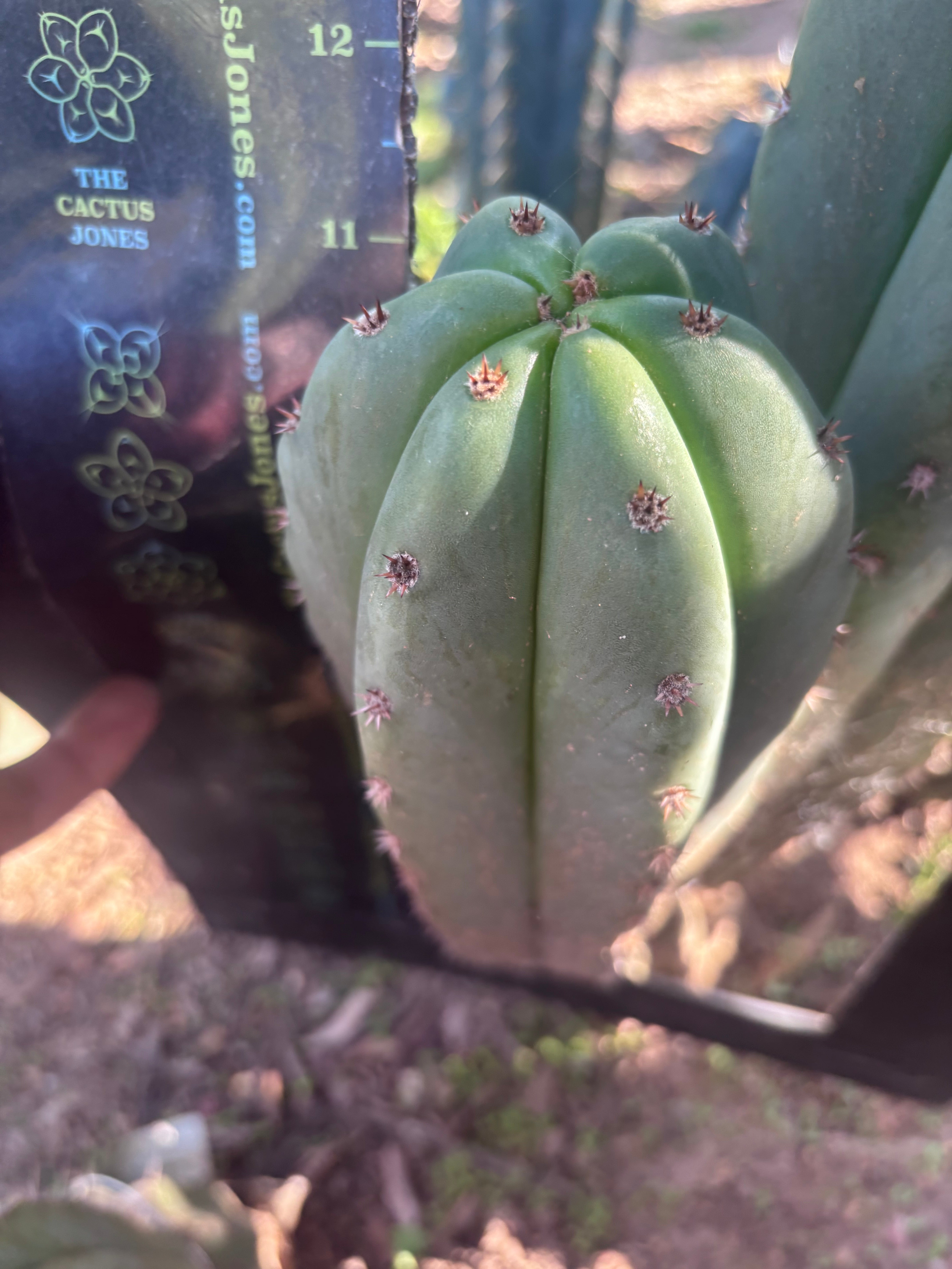 Dr. G x Sharxx  — 11” Pup