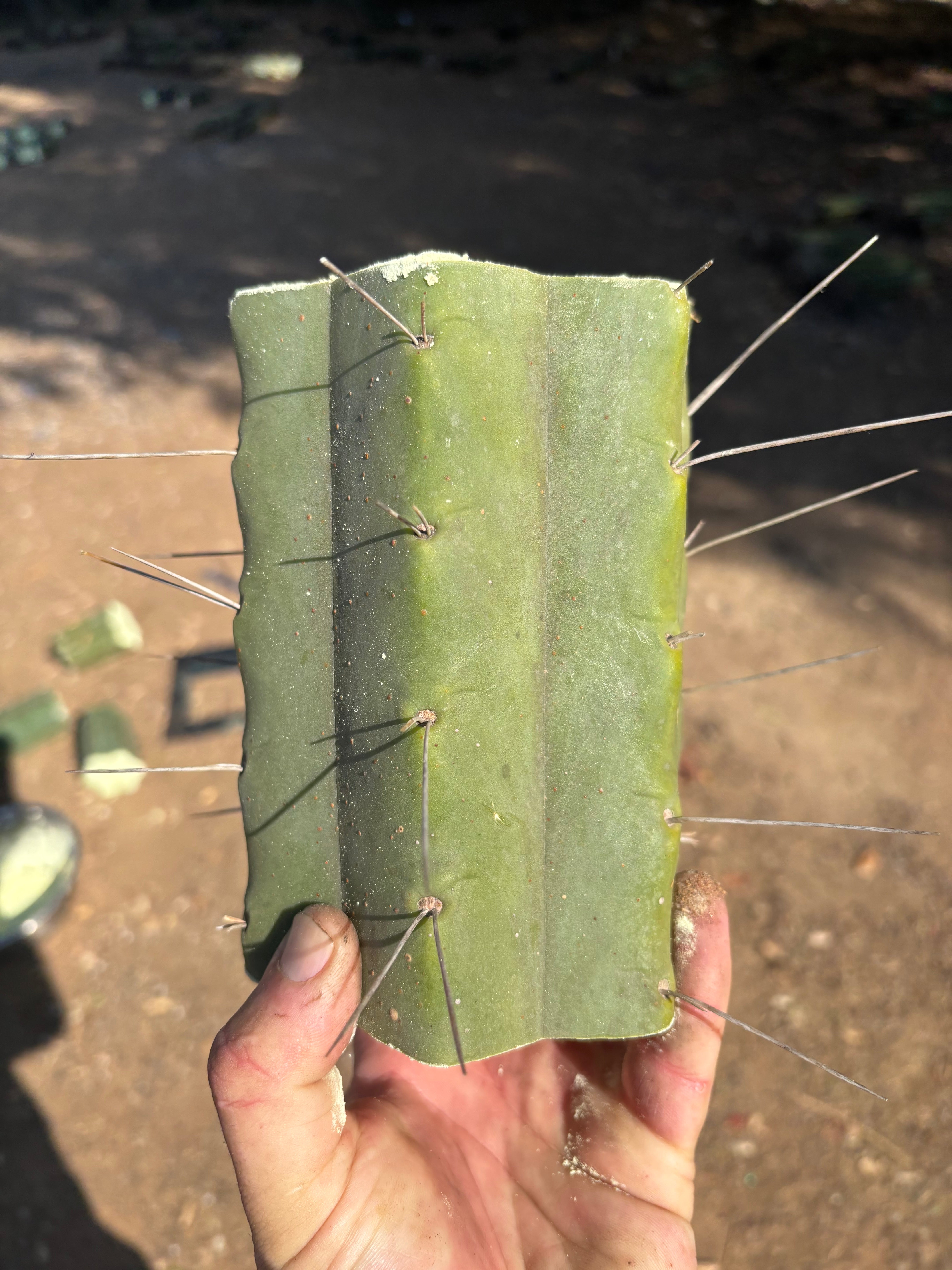 👑🌶️🌶️ Eileen — 7” Mega Mids