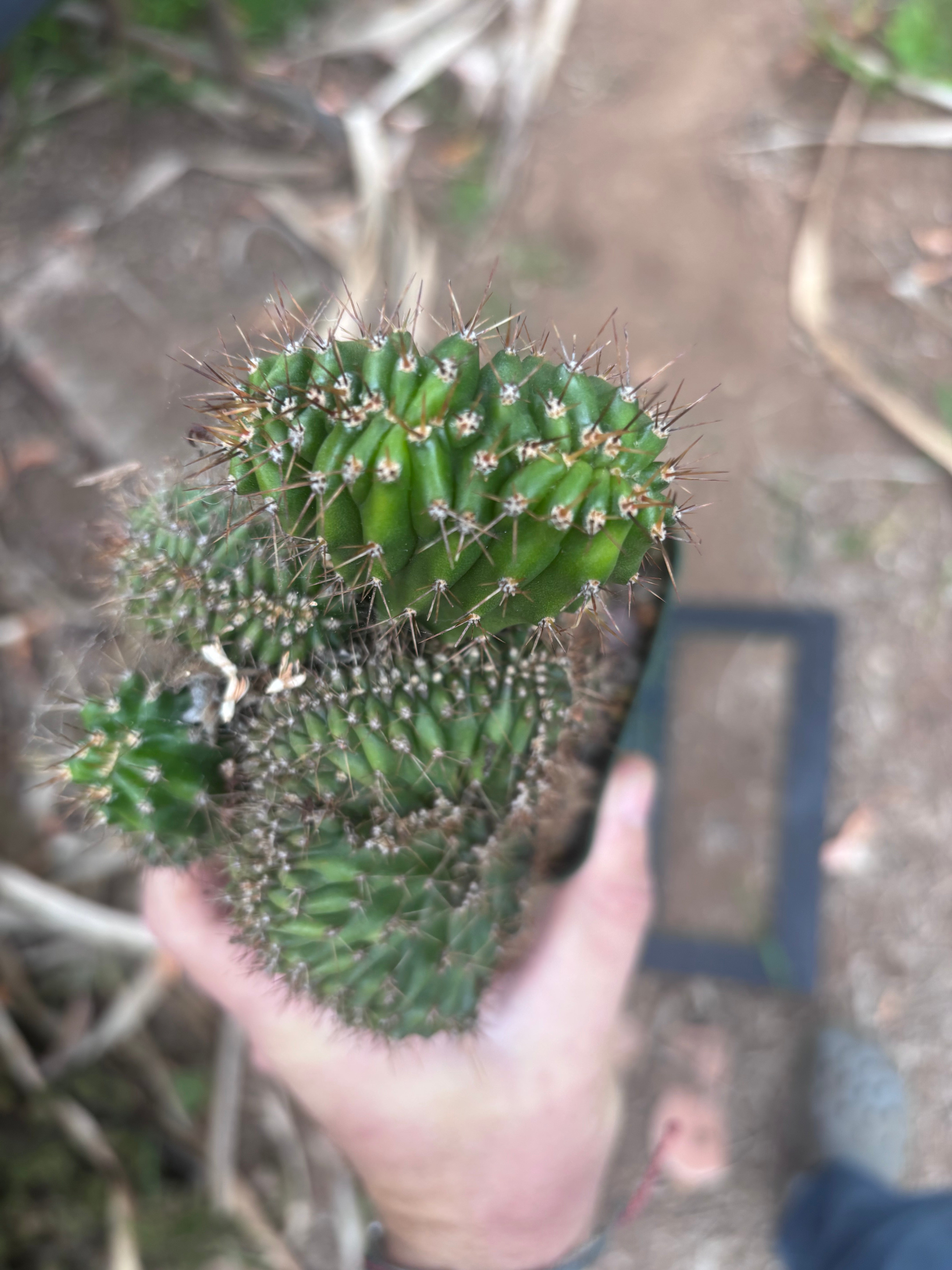 💎👑 Austin — Rooted 5” x 4” Crest (Whole)