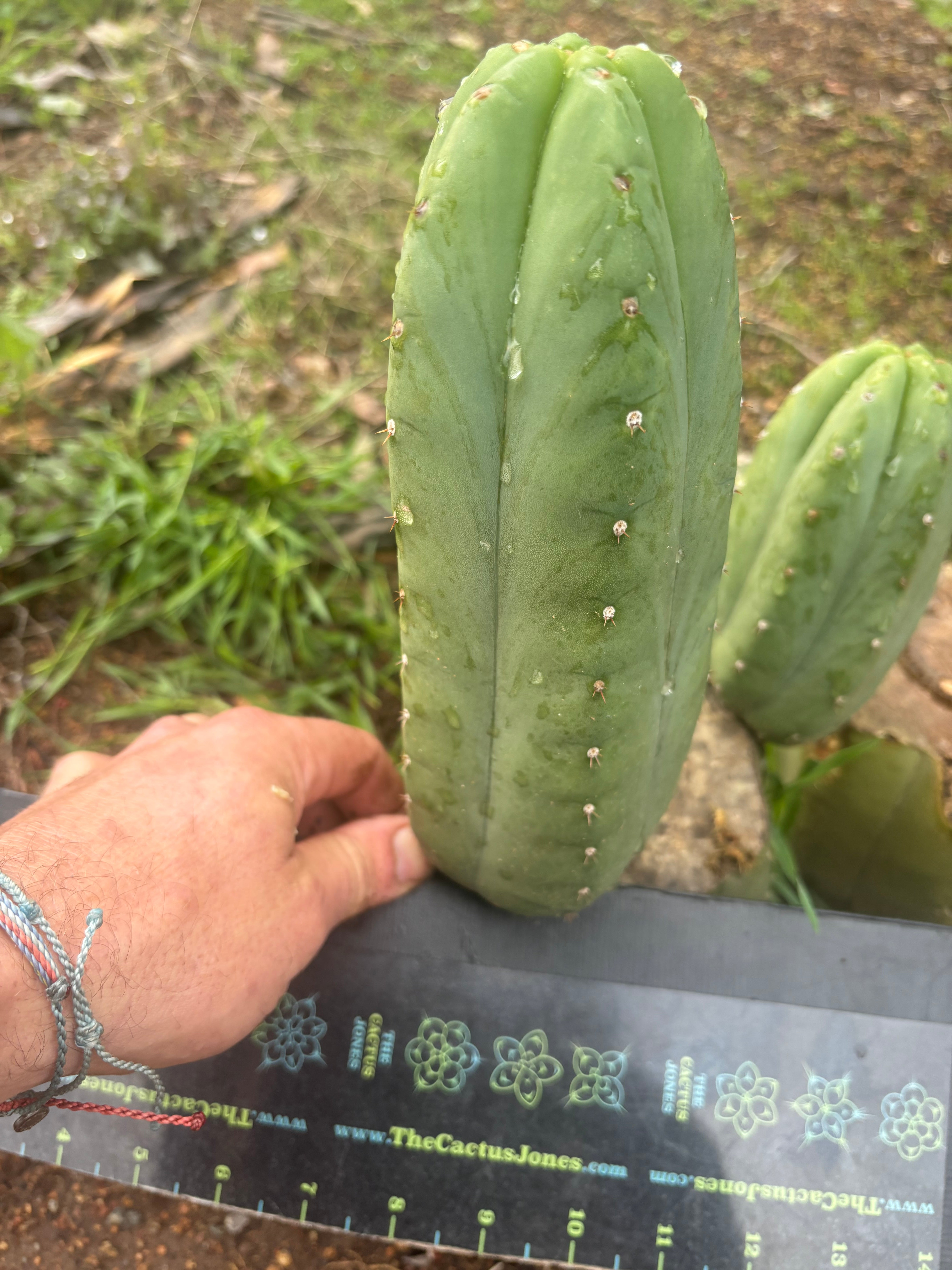 👑🌶️ Yogi — 8” Pup