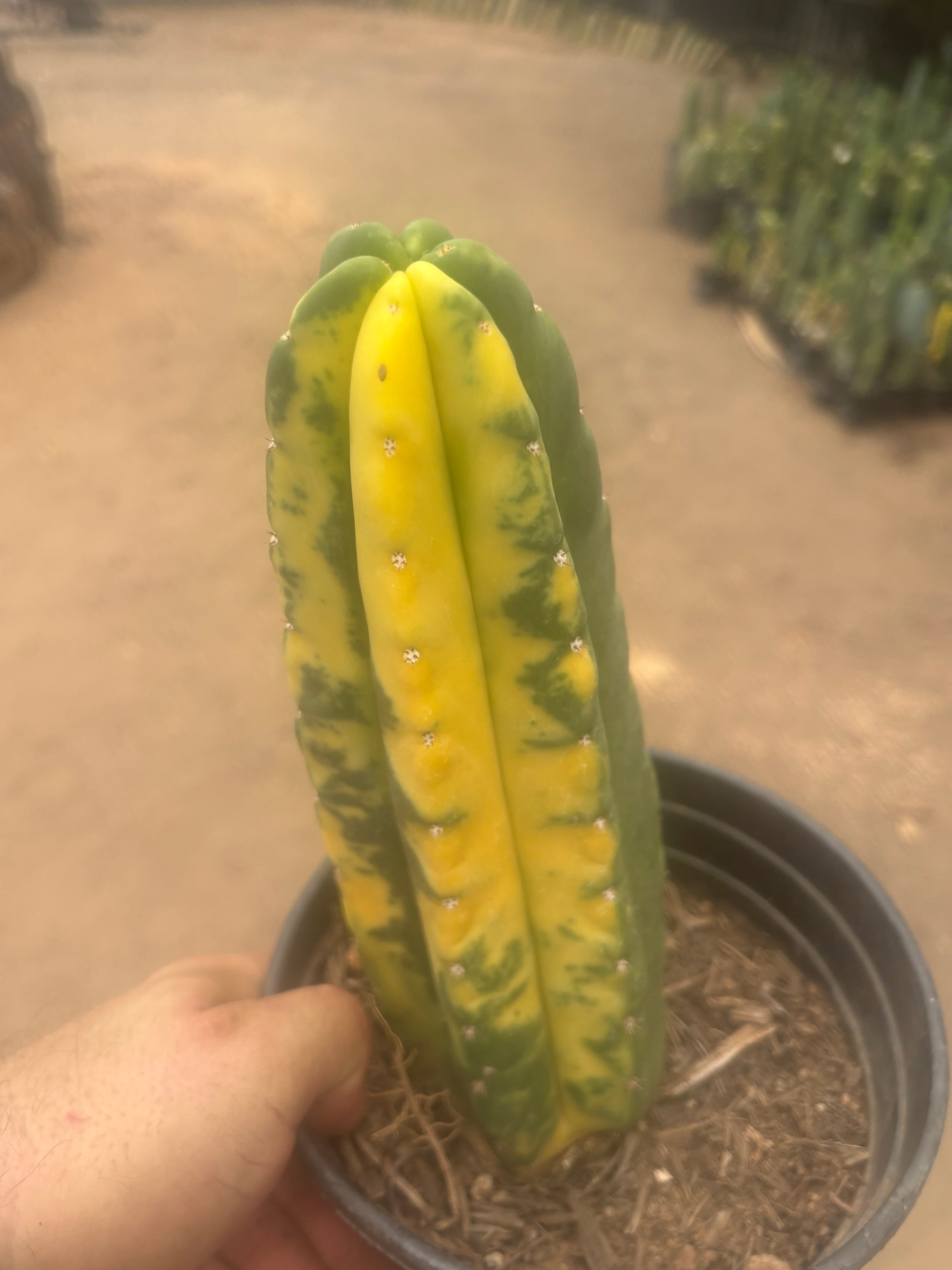💎🔰💎💎 FVV3  — Fully Rooted 8” Pup