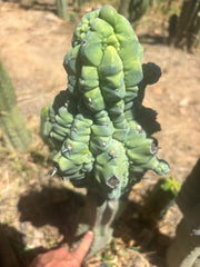 👑💎 Glorp — FAT XXL Graft