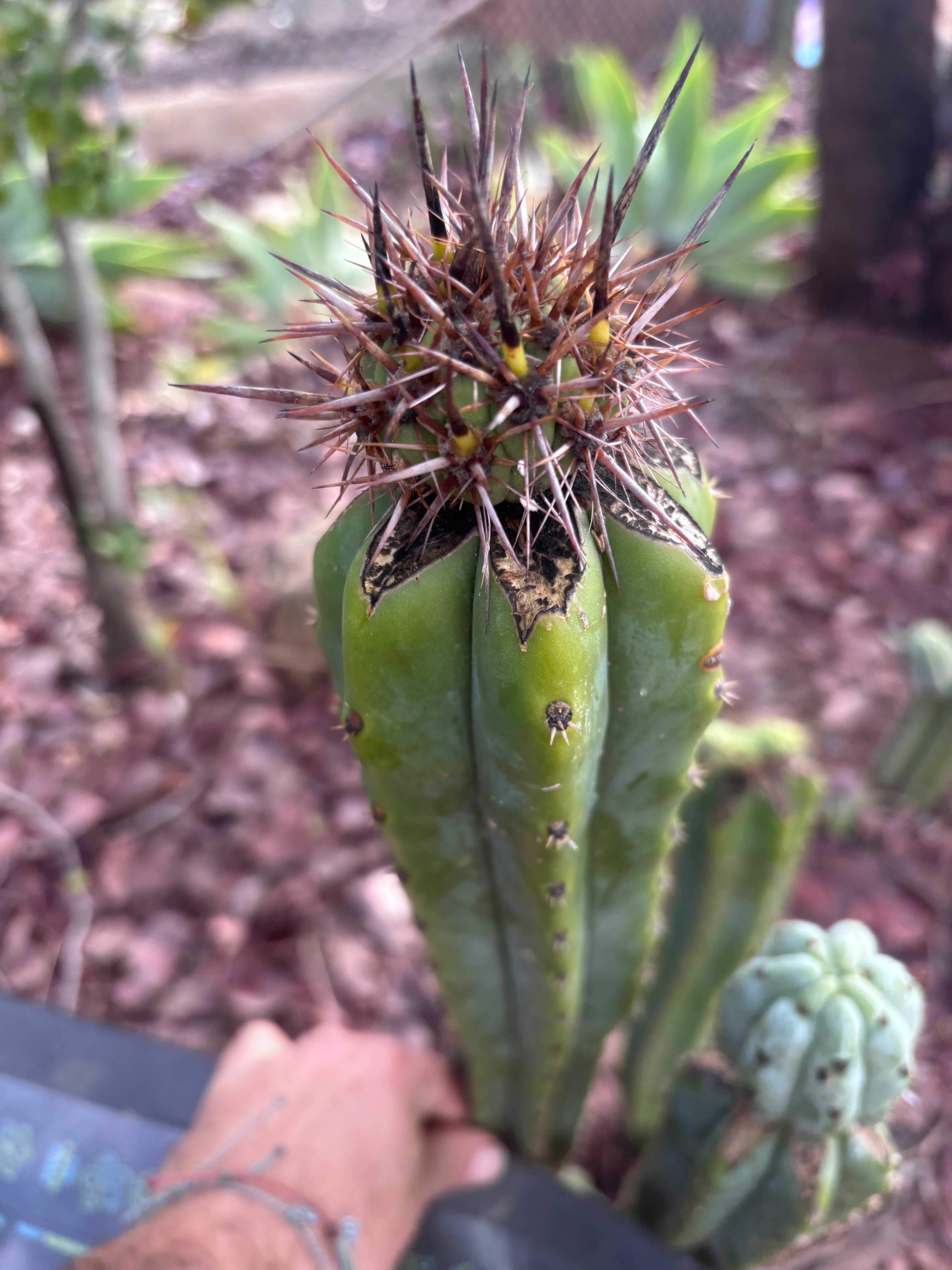 Custom Listing for Norma B