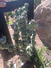 🦄 👑 M Stacker — Rooted Graft