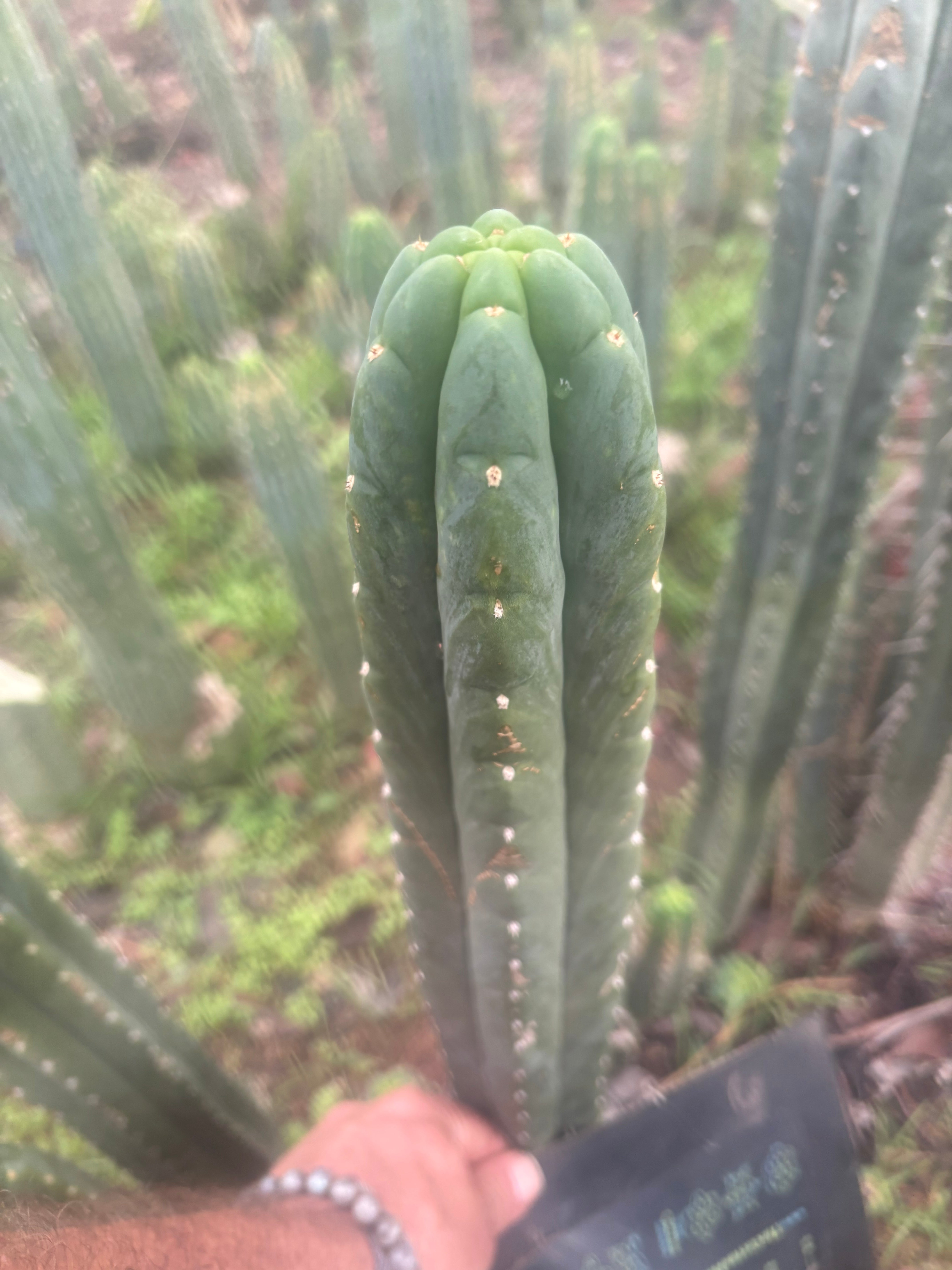 👑🌶️ Blue Ecuador — 14” Tip