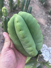 💎👑💎🌶️ Ferah — FAT Melon Pup