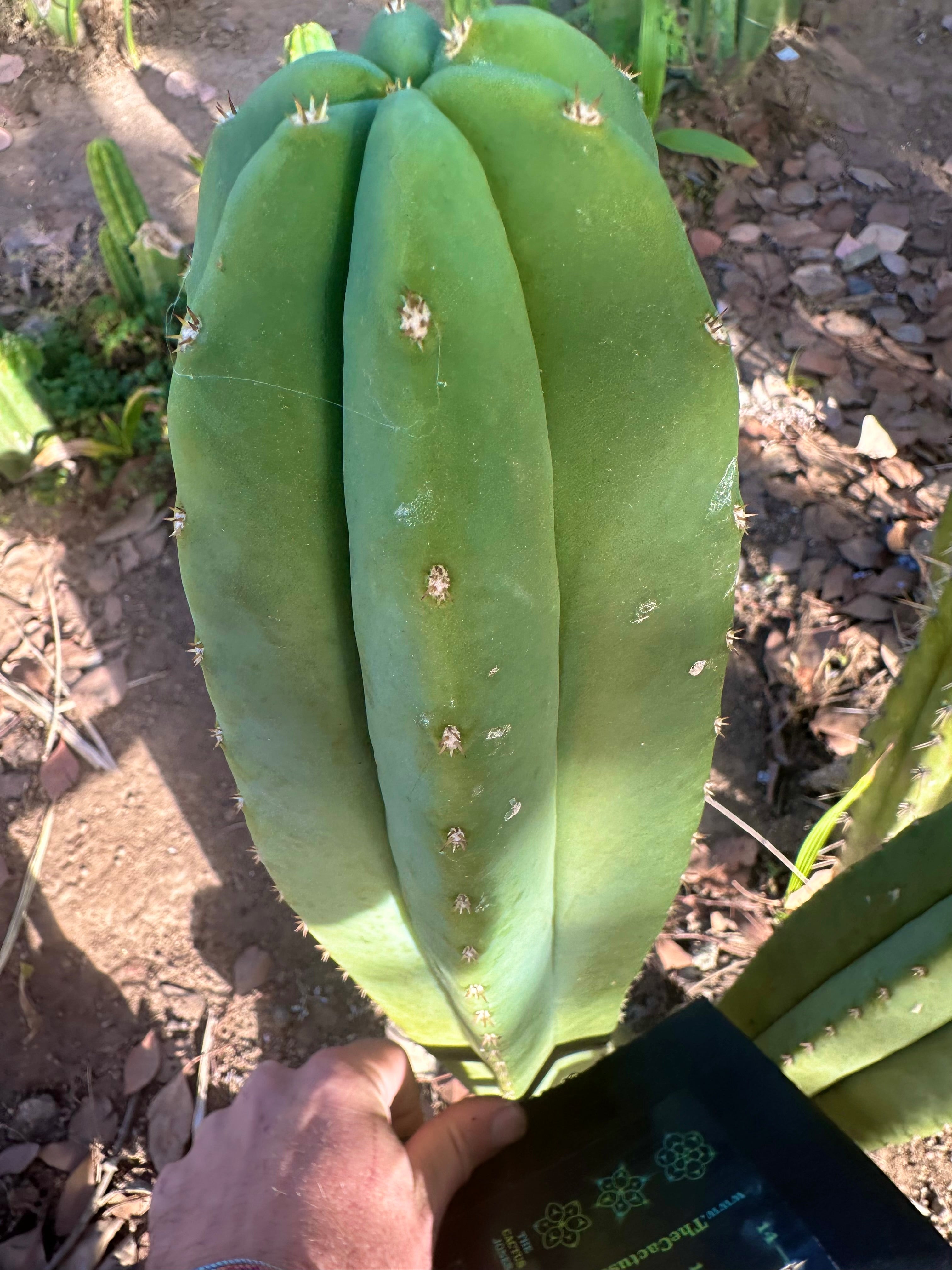 Super Pedro x Scop A — XL 14” Tip