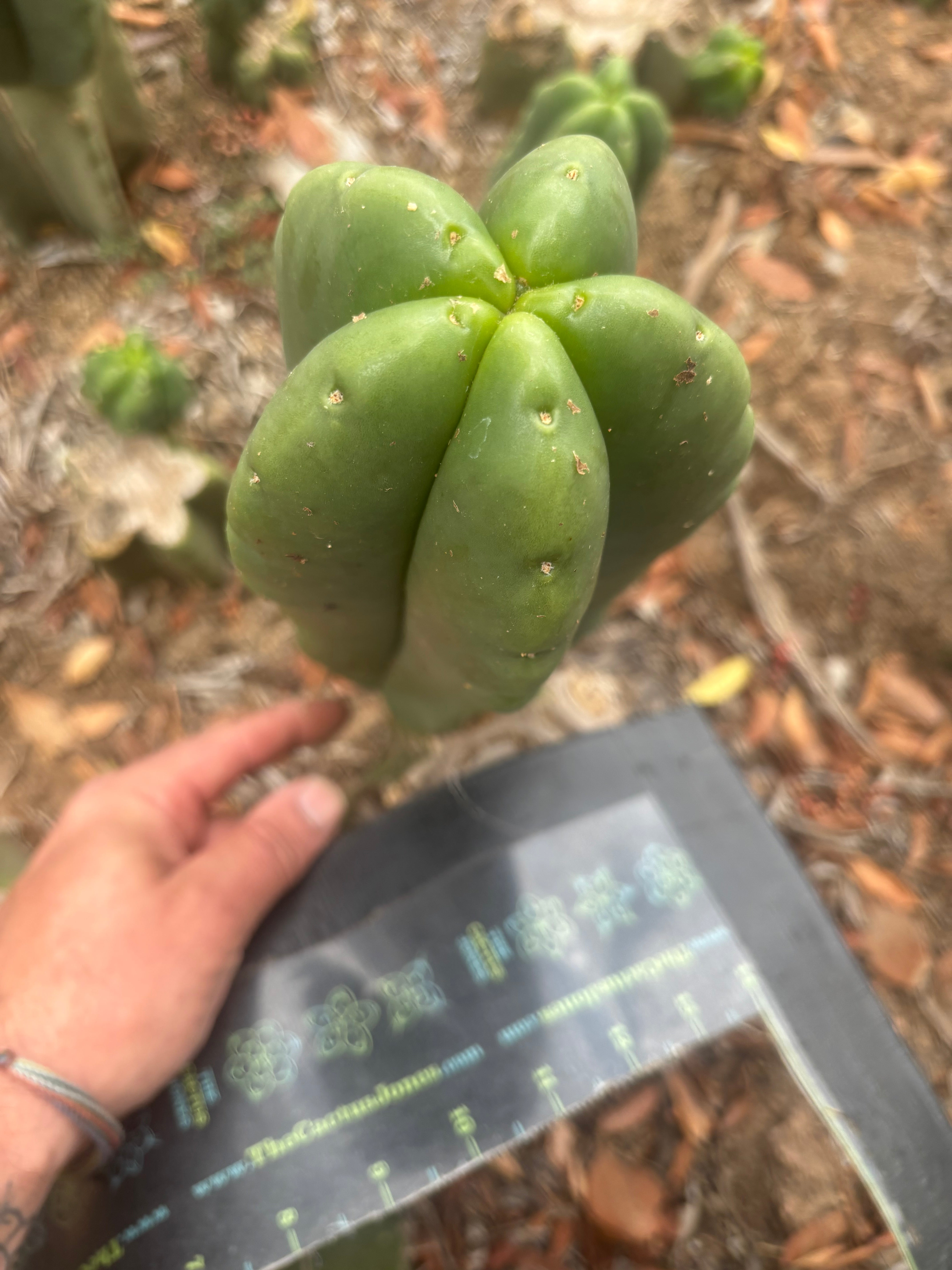 💎👑🌶️ Ferah — FAT 10” Pup
