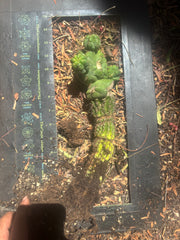 💎👑💎 Havran — Established Multi-Pup Graft on Spachianus