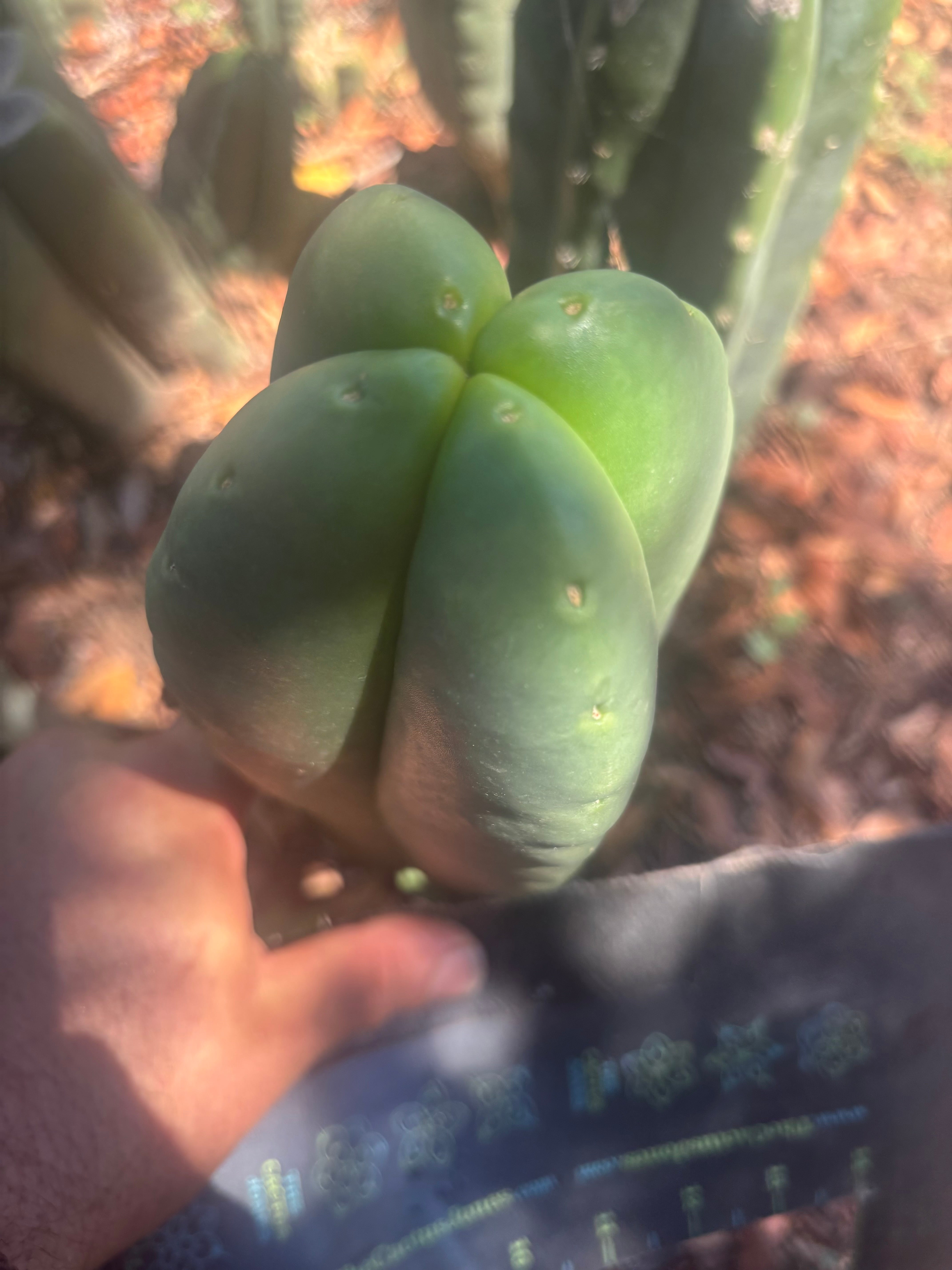 💎👑🌶️ Ferah — Another 8” FourWang Balloon