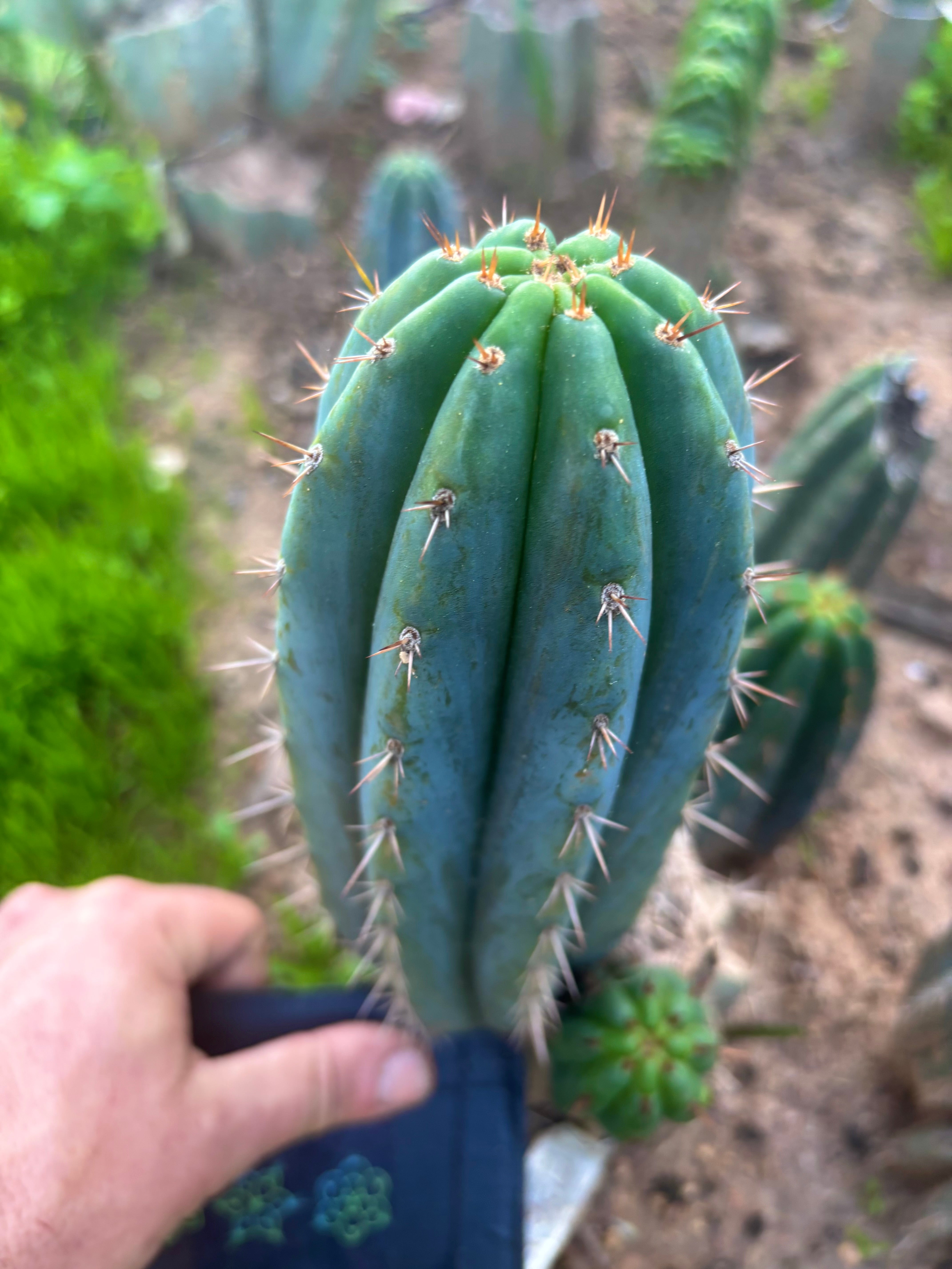 💎👑 Ferret — Another 9” Pup