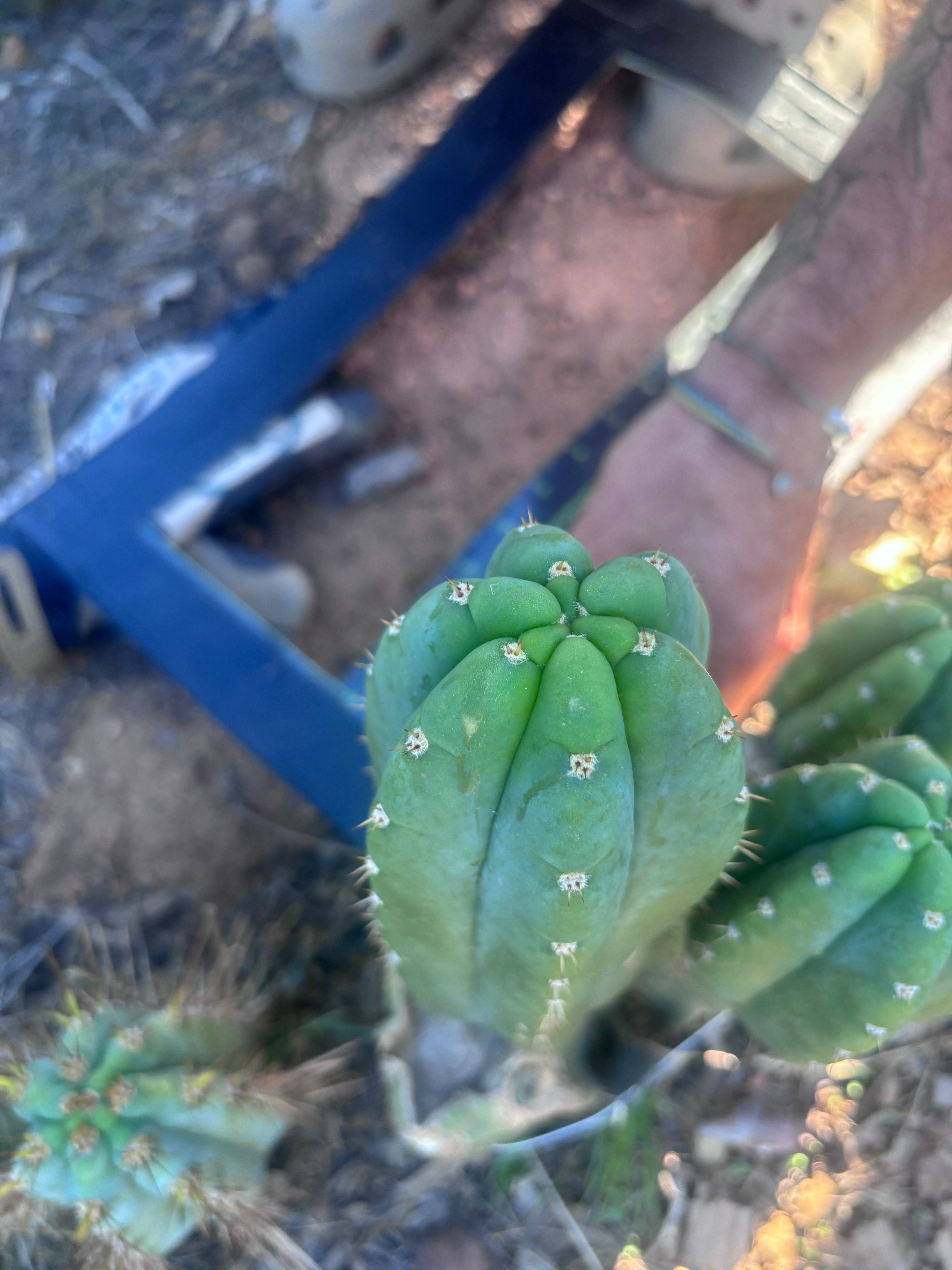 👑💎🌶️ Bob’s Colossus—  Chonky 8” Pup