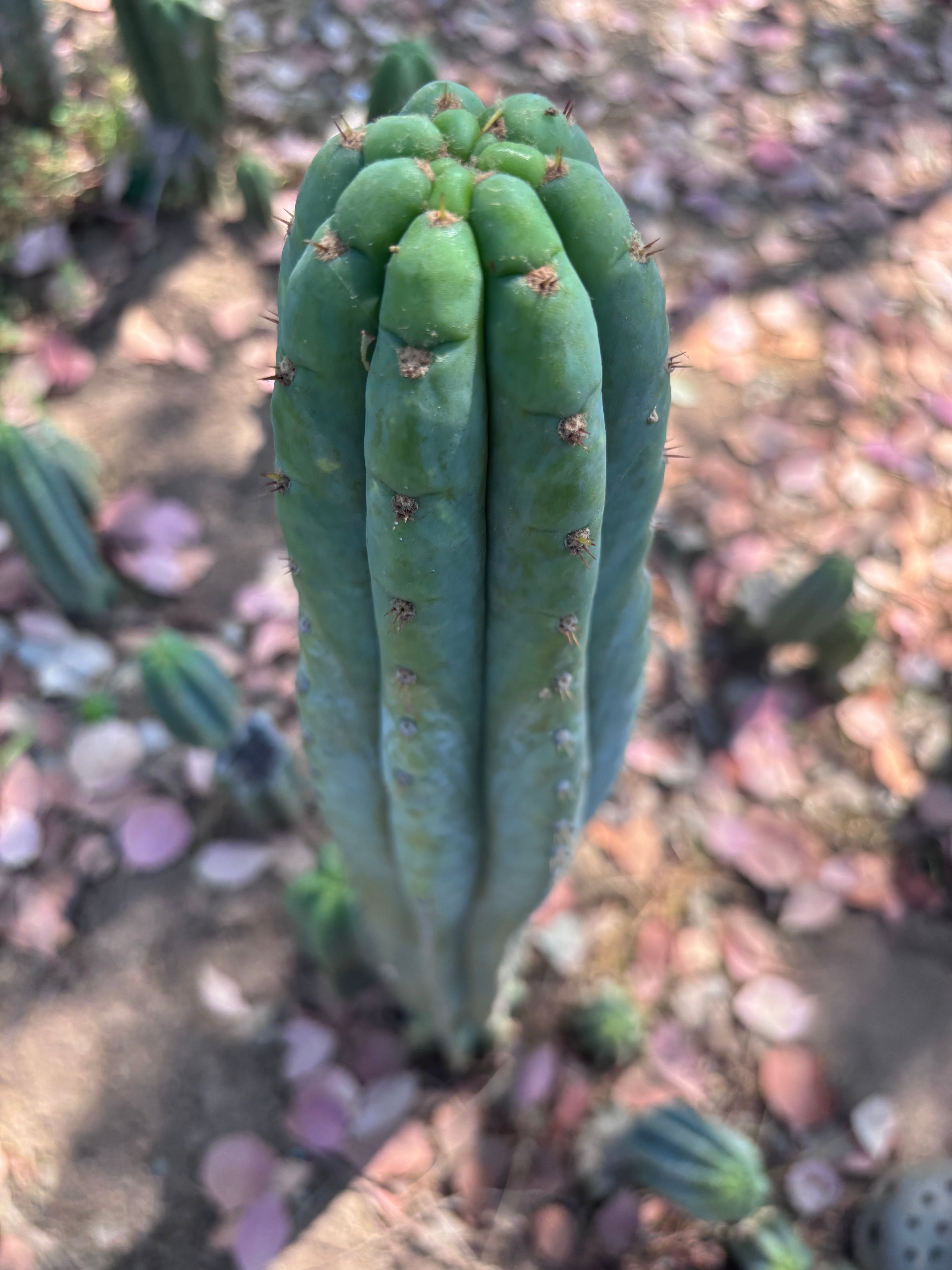 👑🌶️ Ventucky Blue — XL 14” Tip