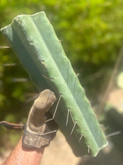 👑🌶️🌶️ Eileen — Max Thickness 14” Mid Cuts