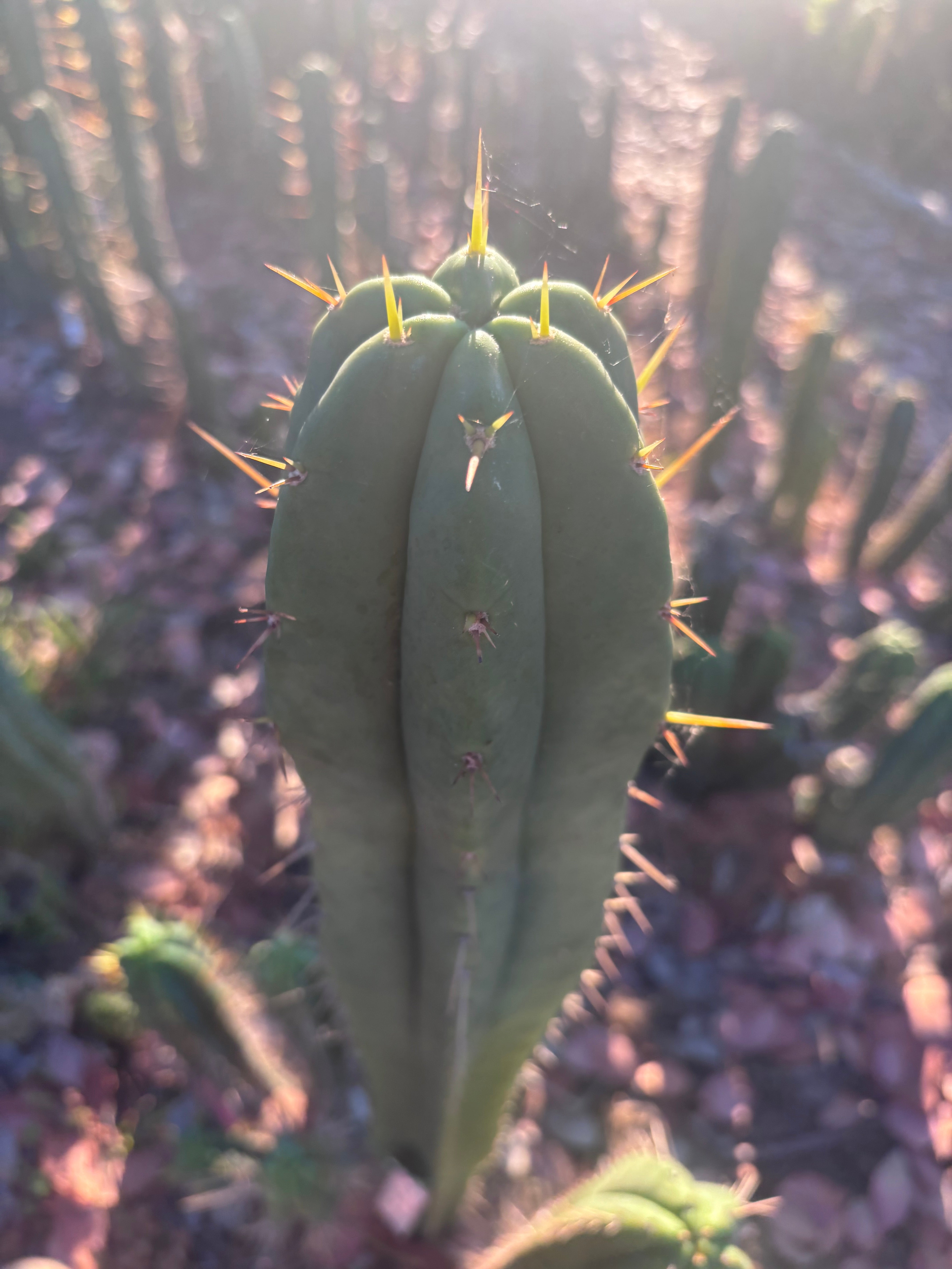👑🌶️ Malo4 (F2)  — Fat 10” Tip