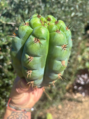 💎👑💎 Papa Smurf — Fat 8” Pup