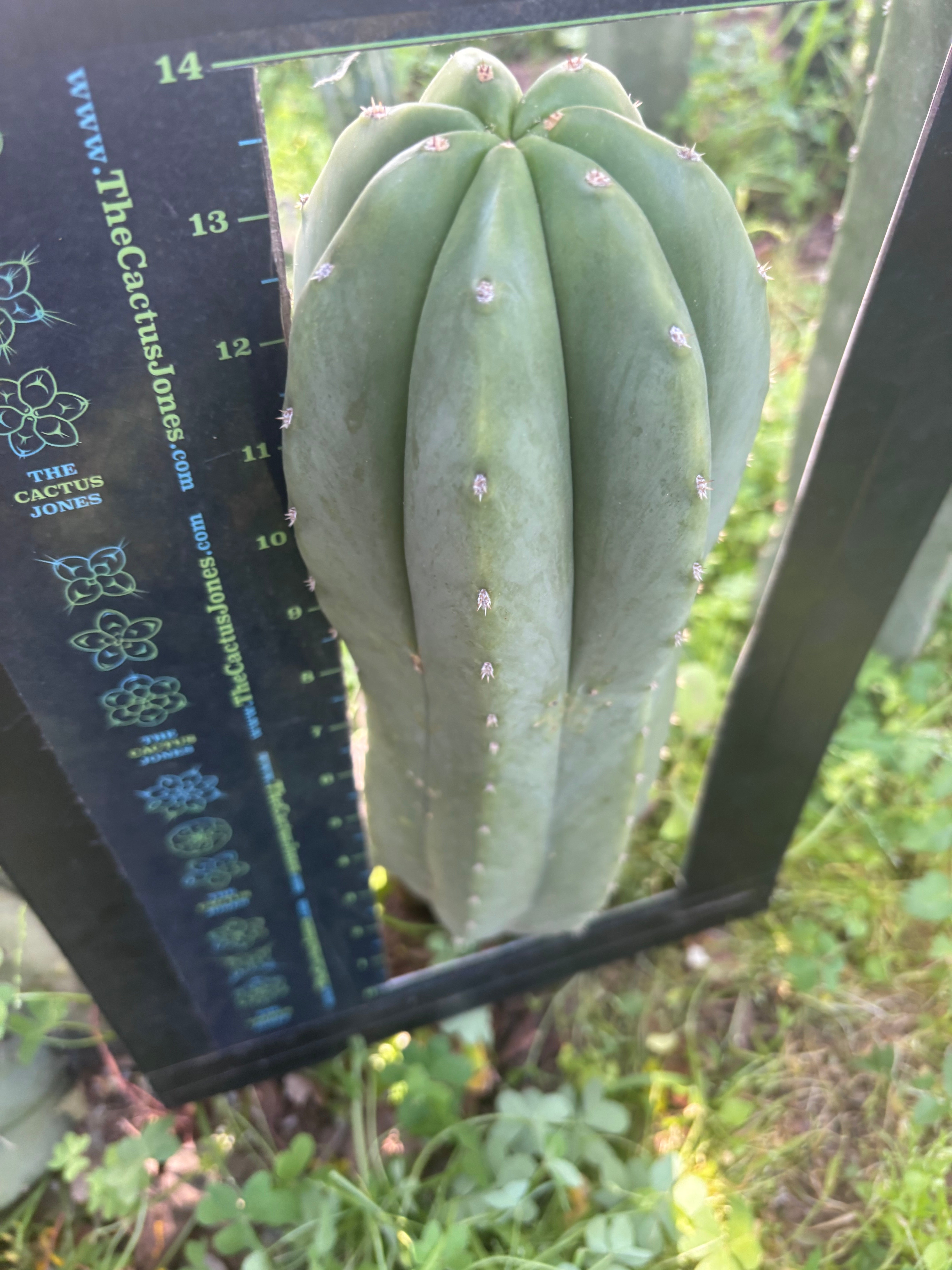 💎🌶️ Jonesy07 — Massive 14” Pup