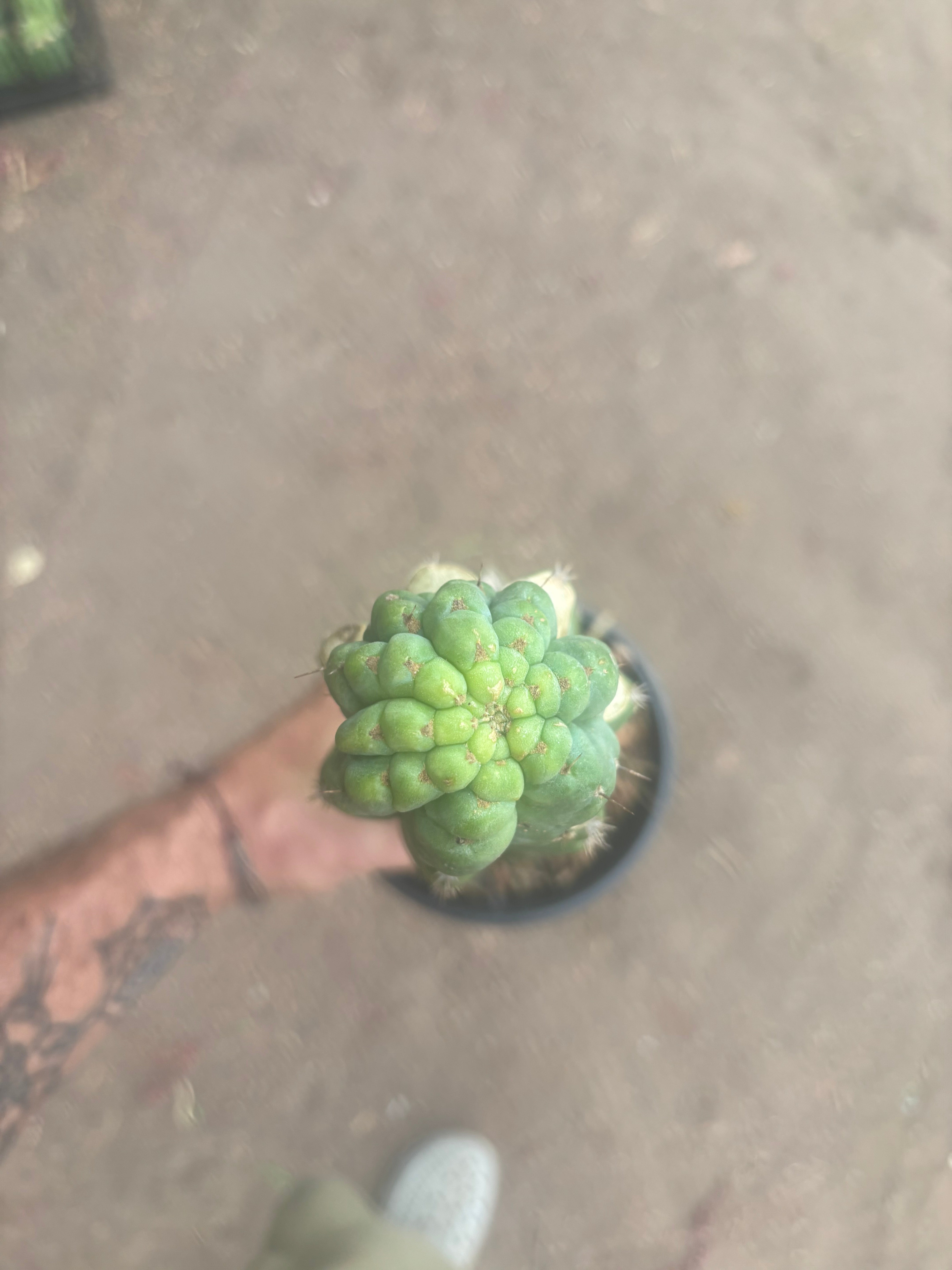 💎👑💎 Havran — XL Established Graft on Rooted 15” PC
