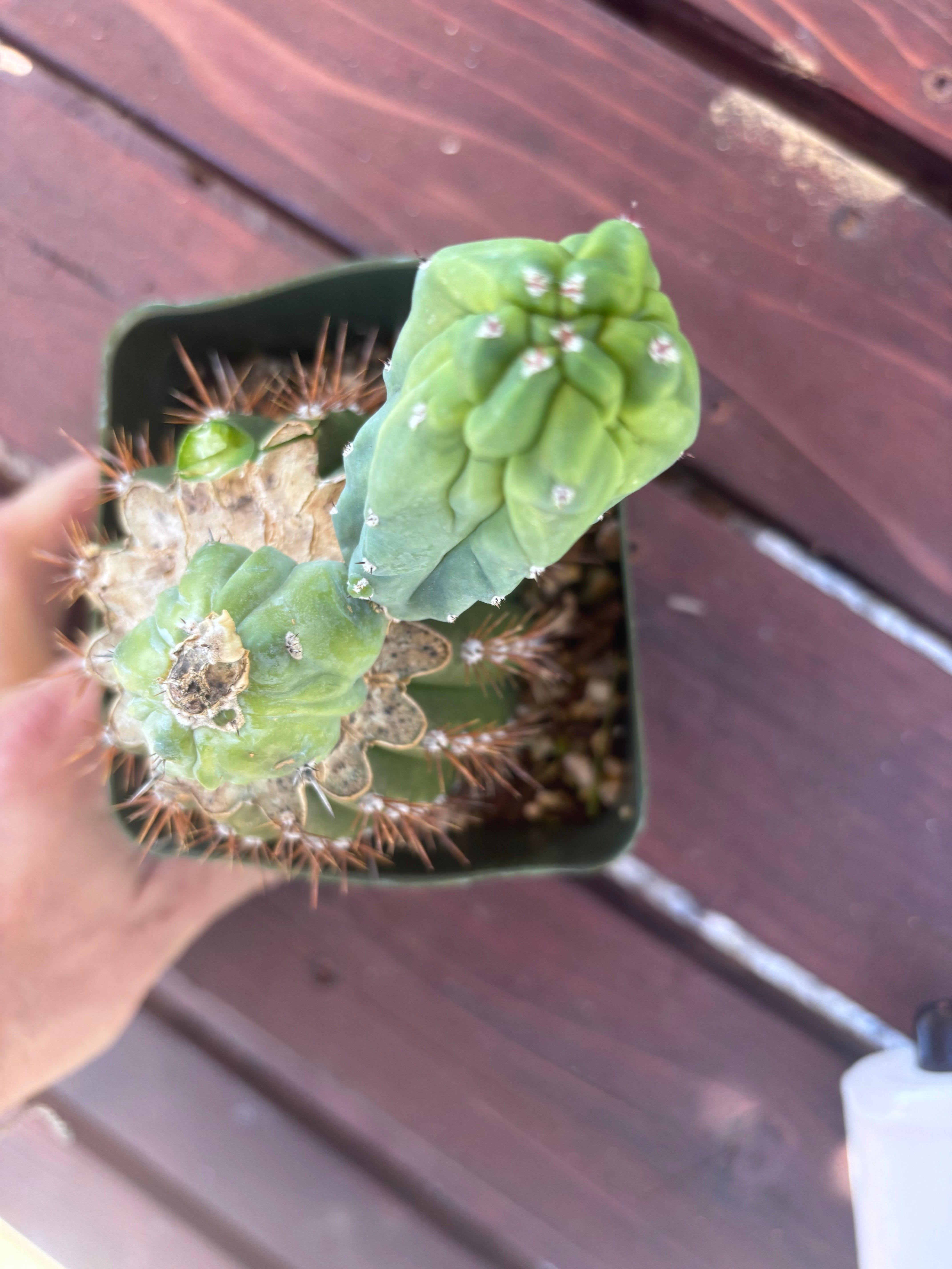👑💎 Grecas — Butt Graft with Pup
