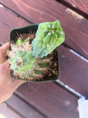 👑💎 Grecas — Butt Graft with Pup