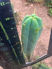 👑🌶️ Psycho0’ x SS02 — 10” Tip