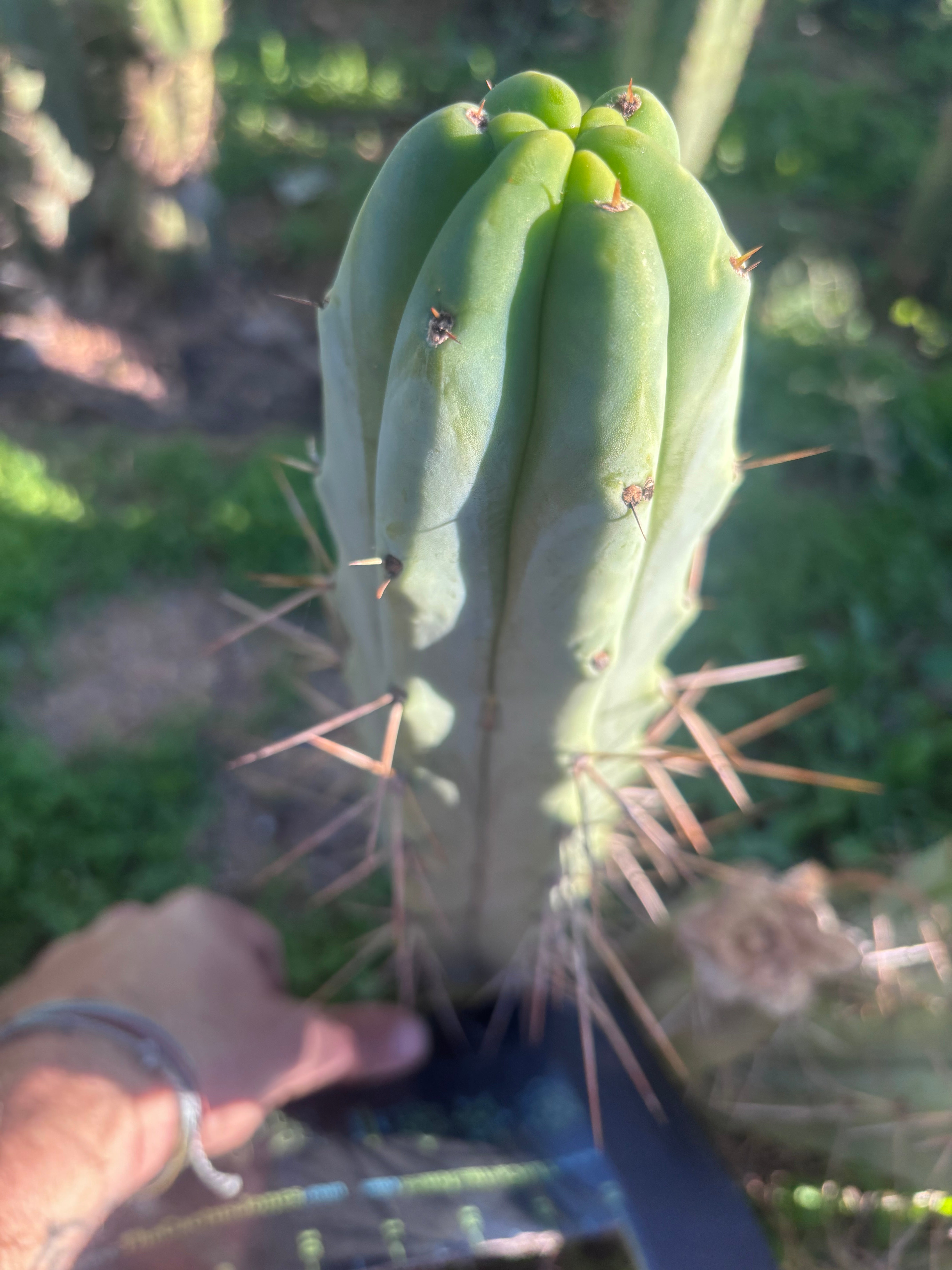👑🌶️ Medicine Man — Another 14” Tip