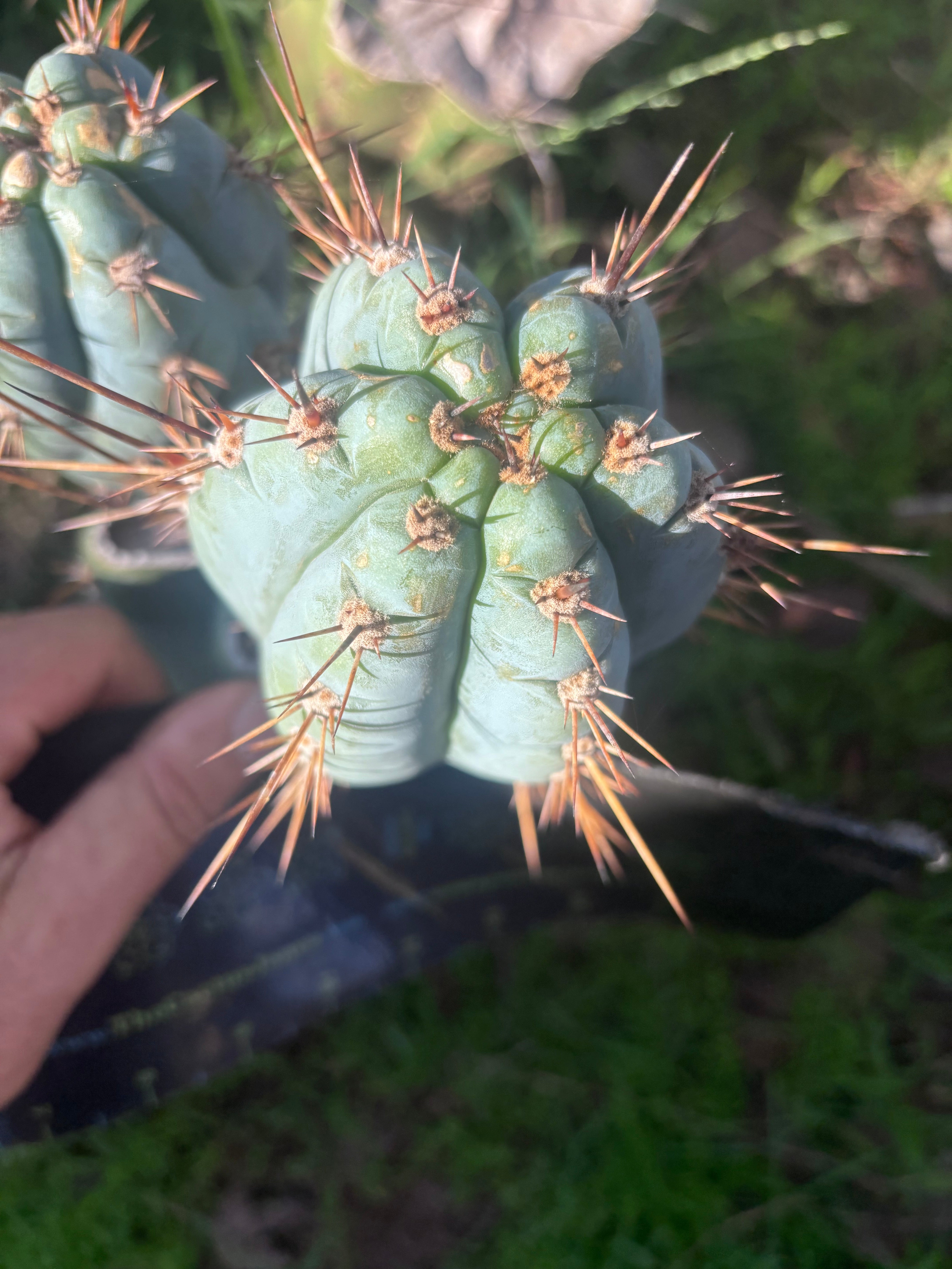 Custom Listing for Eric C