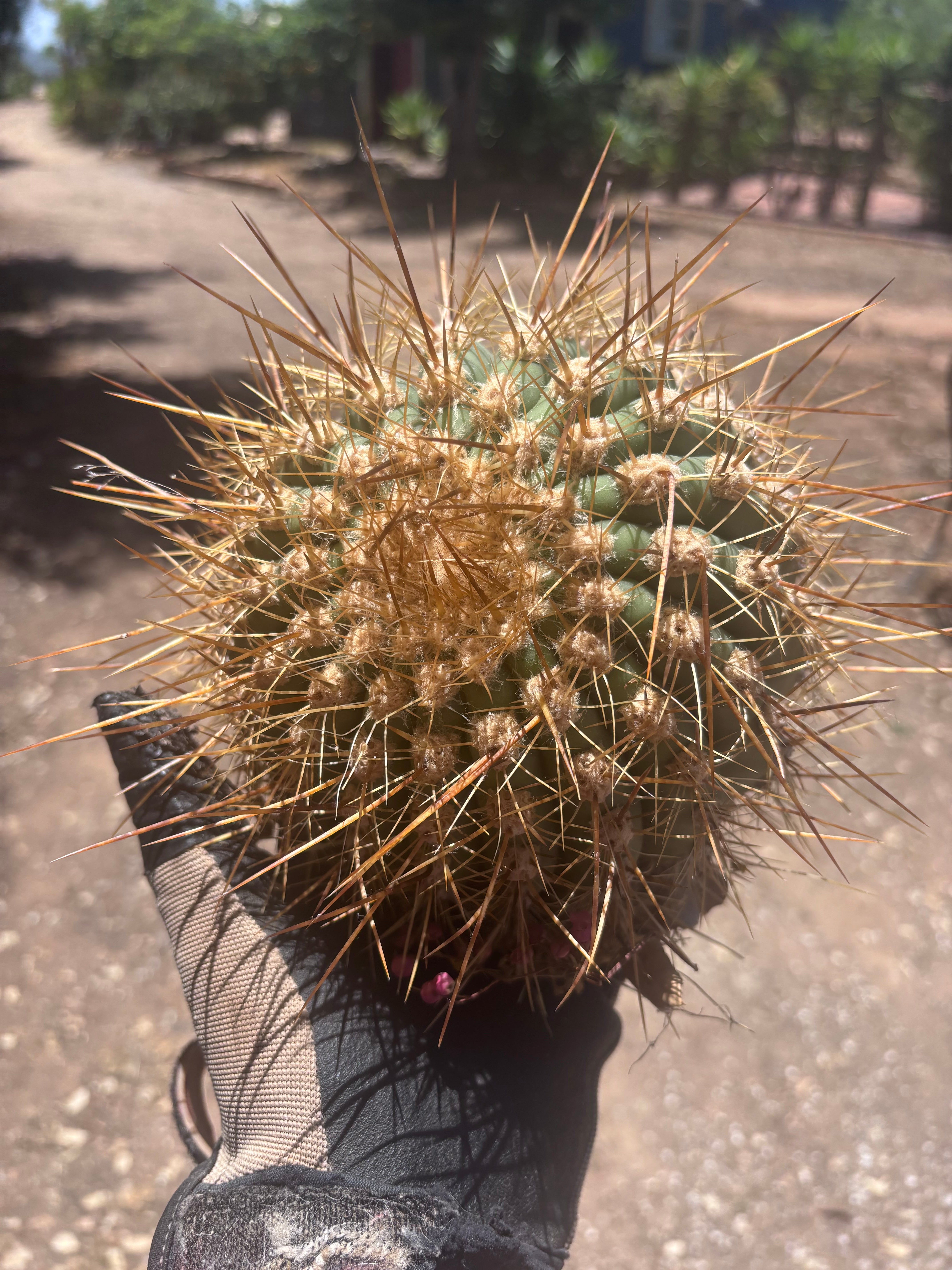 💎 T. Atacamensis — Small Pup